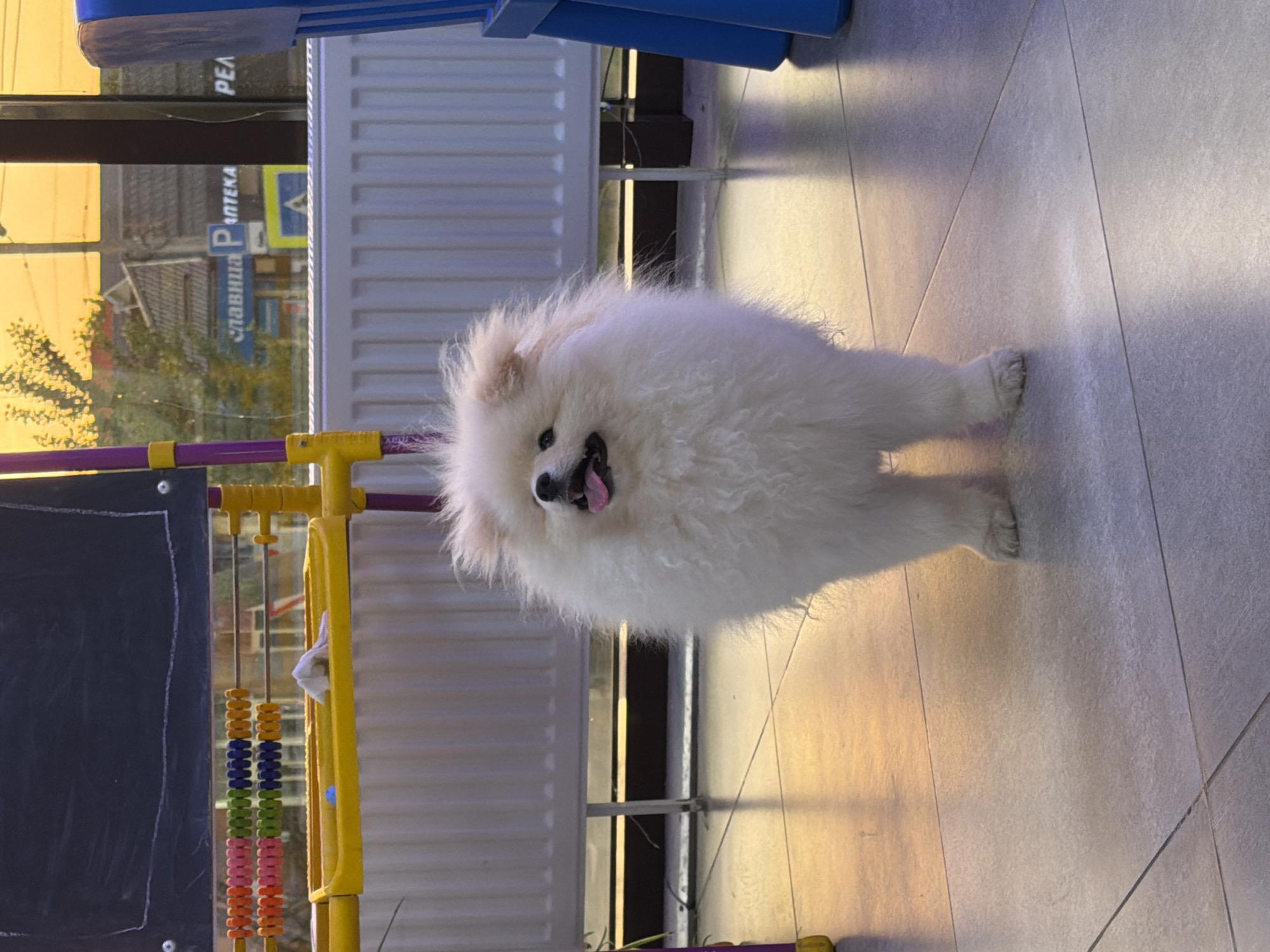 A fluffy white dog is standing indoors on a tile floor. The dog's tongue is visible, and it appears to be panting or smiling. Behind the dog is a radiator, a blue chair, and a child's chalkboard abacus. The reflection in the glass above the radiator shows the street outside. The signs written in Russian identify the location as Rossiyskiy, Russia. One sign says "славица аптека," meaning "Slavitsa Pharmacy."