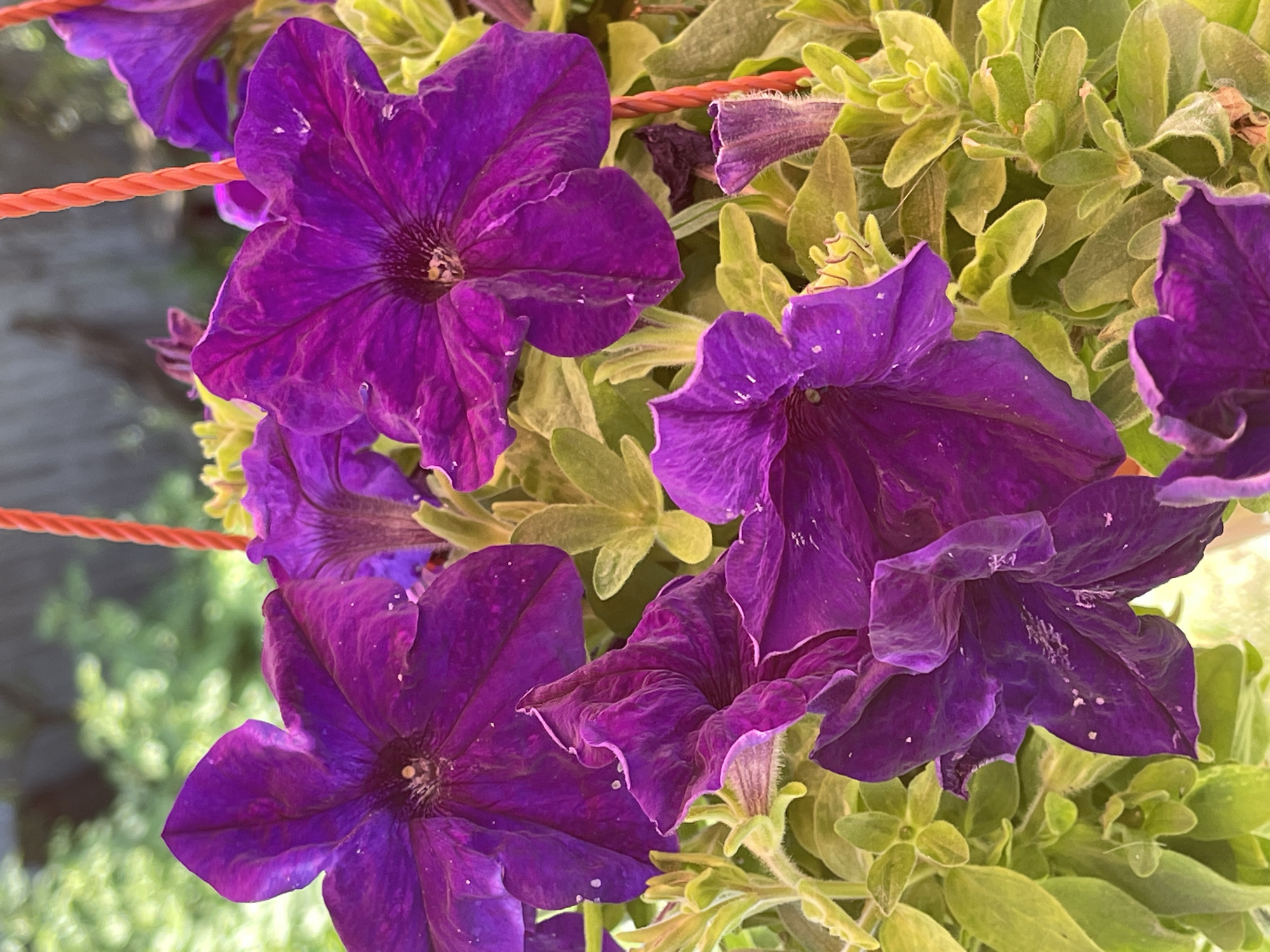 The image shows a close-up of several vibrant purple petunia flowers with green foliage. The flowers are in full bloom, with their petals unfurling. One orange cord is visible in the upper right corner, suggesting the plant is in a hanging basket. The background is blurred, showing hints of green foliage and a soft, natural light. The scene appears to be outdoors, likely in a garden or balcony setting. There are no people or animals present. The specific location in the city of "Средний, Russia" is not discernible from the visual information provided.