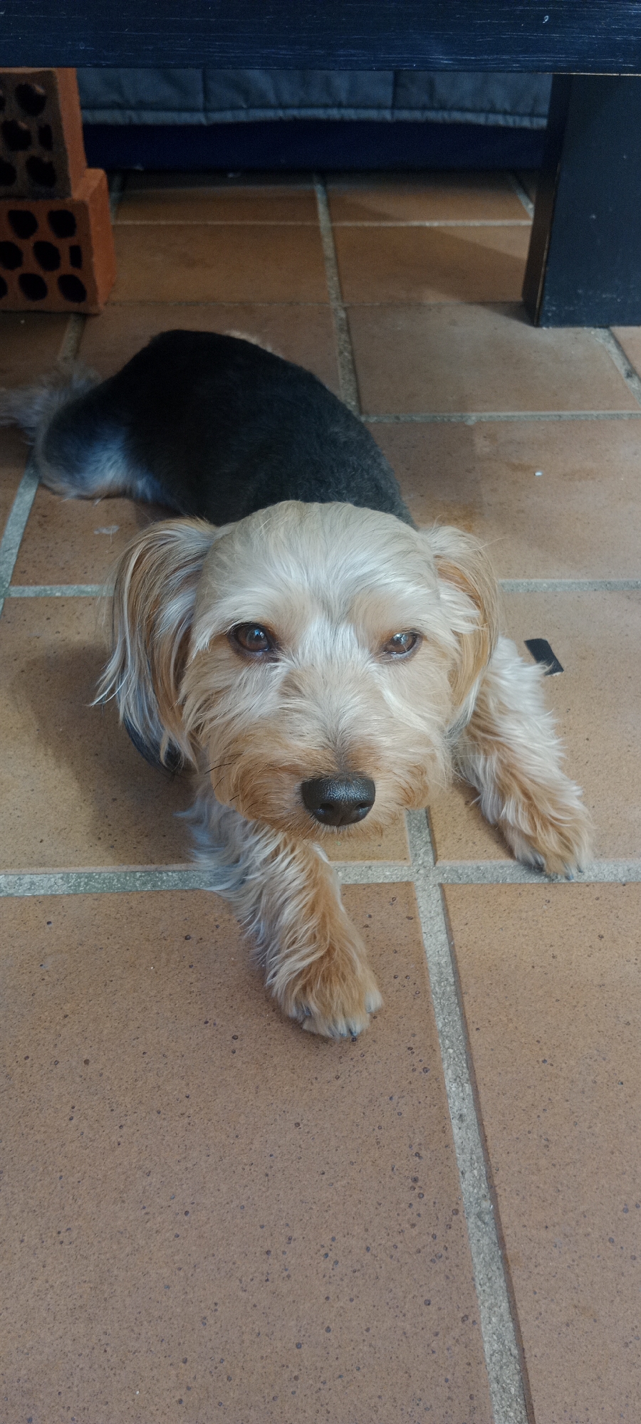 A light-colored Yorkshire Terrier with a black back is lying on terracotta floor tiles. The dog is facing the camera, with its front paws extended. The dog's fur is light brown and blonde around its face and ears, and dark grey on its back. There is a black object partially visible on the right side of the dog. In the background, there are stacked orange bricks and a dark blue structure. The image is taken from a high angle, looking down at the dog. The lighting suggests it is daytime. The scene is outdoors, possibly on a patio or balcony. There is no information to place this image in Galapagar, Spain.