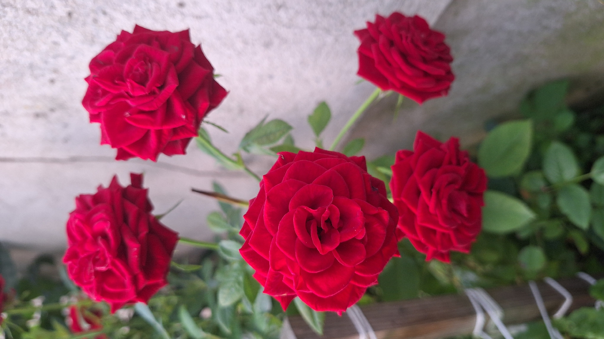 The image shows a close-up, vertical shot of several red roses in bloom. The roses are a deep, vibrant red, with many layered petals. Some of the roses are in full bloom, while others appear to be buds or slightly less open. The foliage is a dark green and appears healthy. The roses are growing on a plant with green stems and leaves, and there is a wooden post with white string tied around it visible on the left side of the frame, suggesting a garden or trellis setting. The background is a textured, light-colored wall, possibly concrete or stucco, which is slightly out of focus. The lighting suggests it is daytime, with soft shadows. There are no people or animals present in the image. The scene is likely outdoors, in a garden or yard. The location is described as Unknown, Latvia.