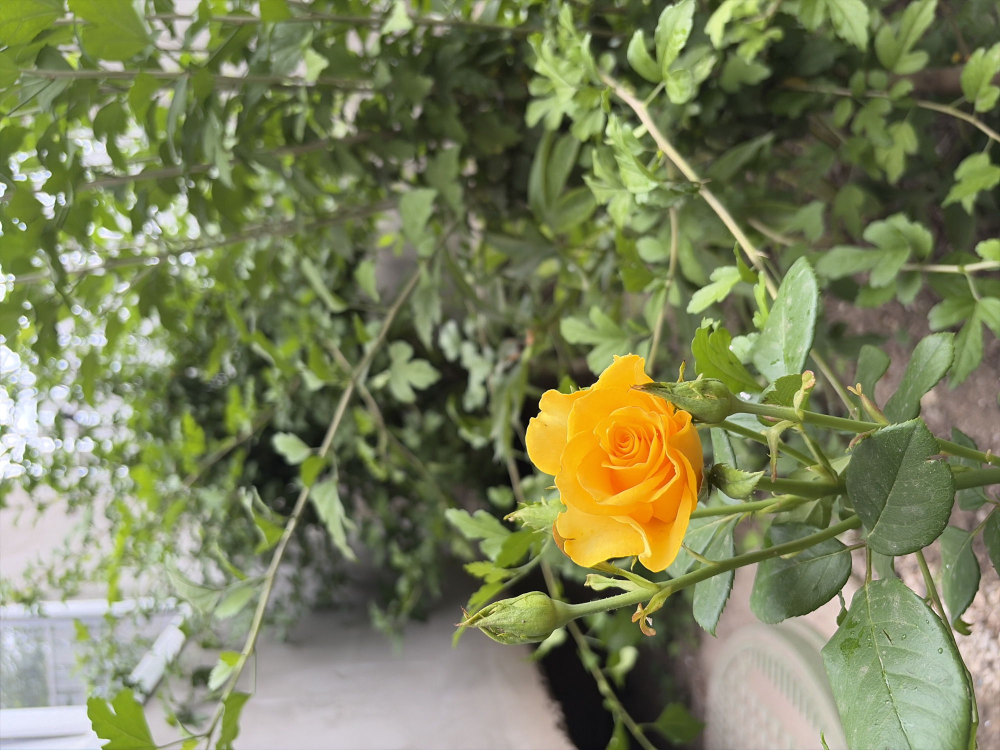 A close-up shot focuses on a vibrant yellow rose in bloom, positioned on the left side of the frame. The rose is partially opened, revealing its intricate petal structure. To the left of the blooming rose, a green rosebud stands upright. The plant has several green leaves, some of which show signs of being wet. The background is dominated by lush green foliage, suggesting a garden setting. The environment appears to be an outdoor space within the city of Oxentea, Moldova, characterized by natural vegetation.