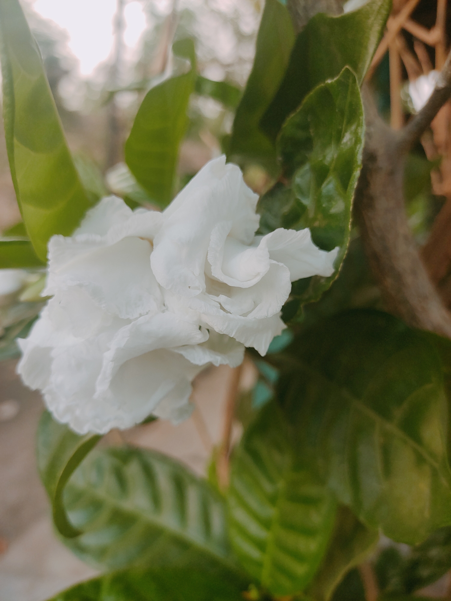A close-up, slightly blurred photograph captures a white, multi-petaled flower in bloom. The flower's petals are delicate and ruffled, creating a soft, almost ethereal texture. It is surrounded by vibrant green leaves, some of which are in sharp focus, while others are softly blurred in the background. A thin, brown branch is visible to the right of the flower. The lighting suggests an outdoor setting, possibly during daylight hours, with a bright, diffused light illuminating the scene. The overall impression is one of natural beauty and tranquility. The image does not contain any people or recognizable landmarks that would indicate a specific location within Kiringan, Indonesia.