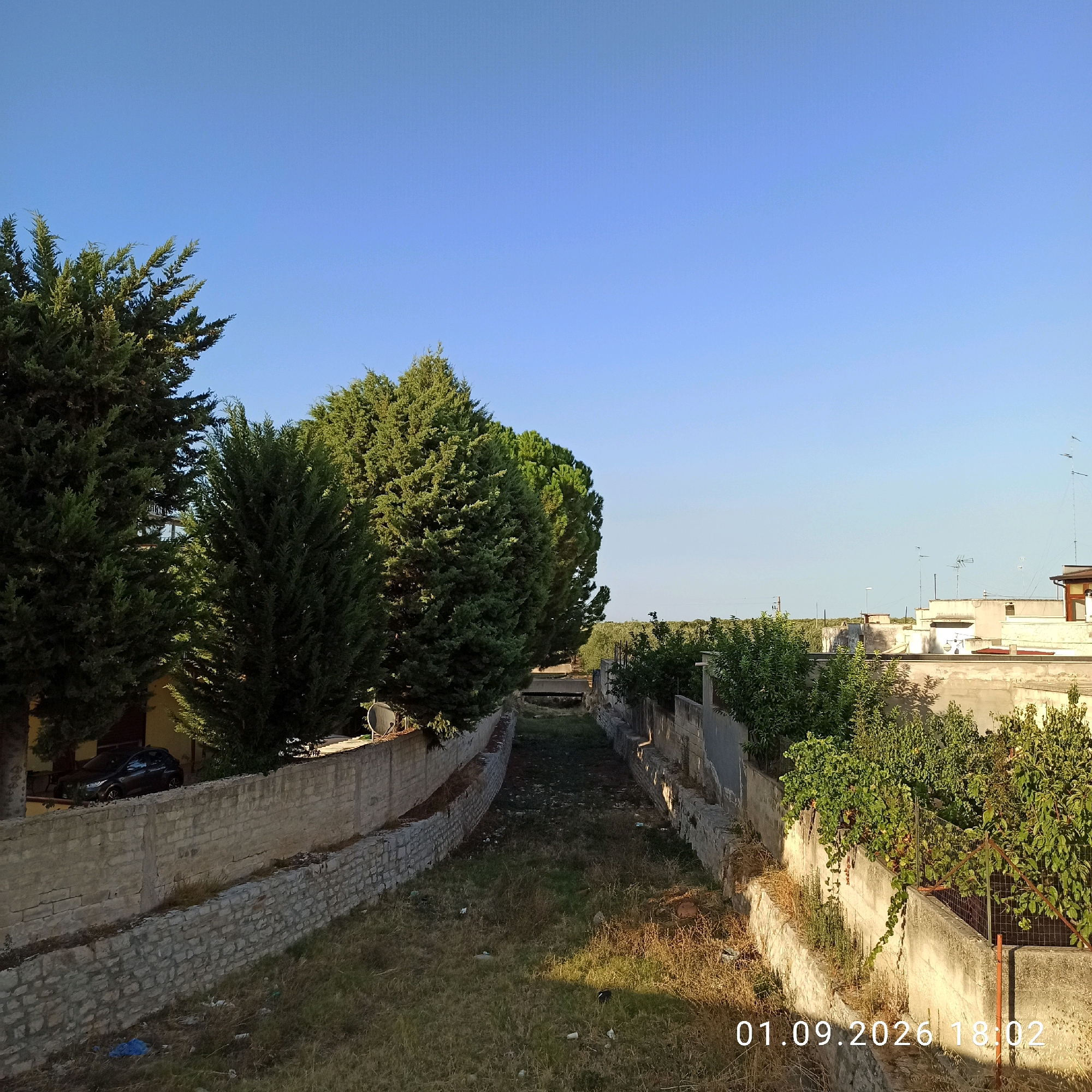 The image depicts a dry, overgrown canal or drainage ditch, lined with stone walls on both sides. Tall, dense evergreen trees stand on the left, casting shadows. On the right, a wall separates the canal from vegetation and buildings. In the distance, a few buildings with antennas are visible. The scene appears to be in Bitonto, Italy, indicated by the timestamp "01.09.2026 18:02" and the architectural style. There are no people or active events captured in the image; it is a static, daytime scene under a clear blue sky. Litter is present in the ditch.