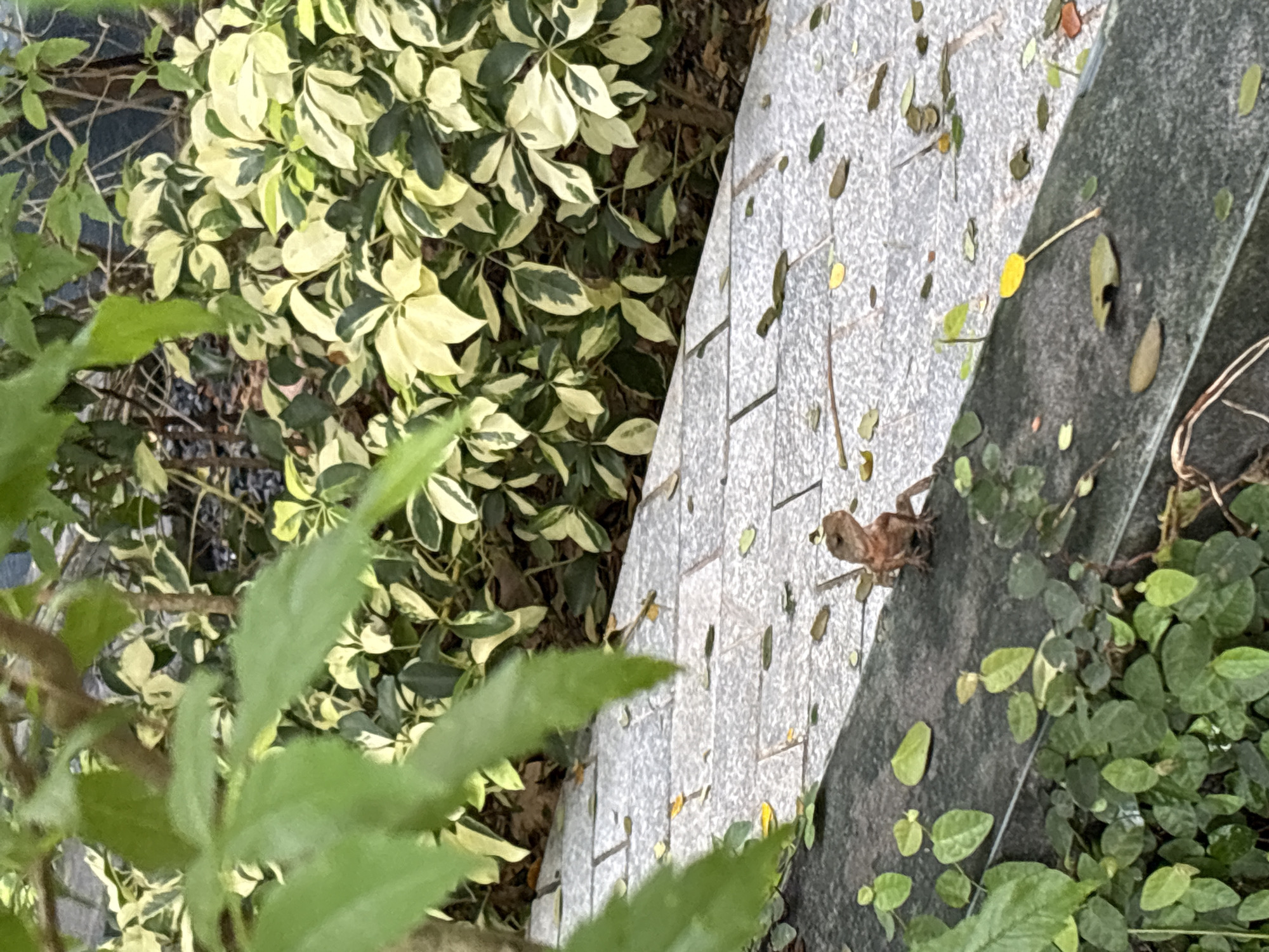 In Sakhu, Thailand, a small, reddish-brown lizard with dark markings is perched on a dark gray concrete ledge. It is facing towards the right side of the frame, looking upwards slightly. The lizard's body is elongated, and its limbs are visible. Behind the ledge, a textured gray stone pathway is visible, littered with fallen leaves. Further in the background, dense green and variegated foliage forms a natural backdrop. In the foreground, lush green ivy and other small plants grow over the lower portion of the concrete ledge.
