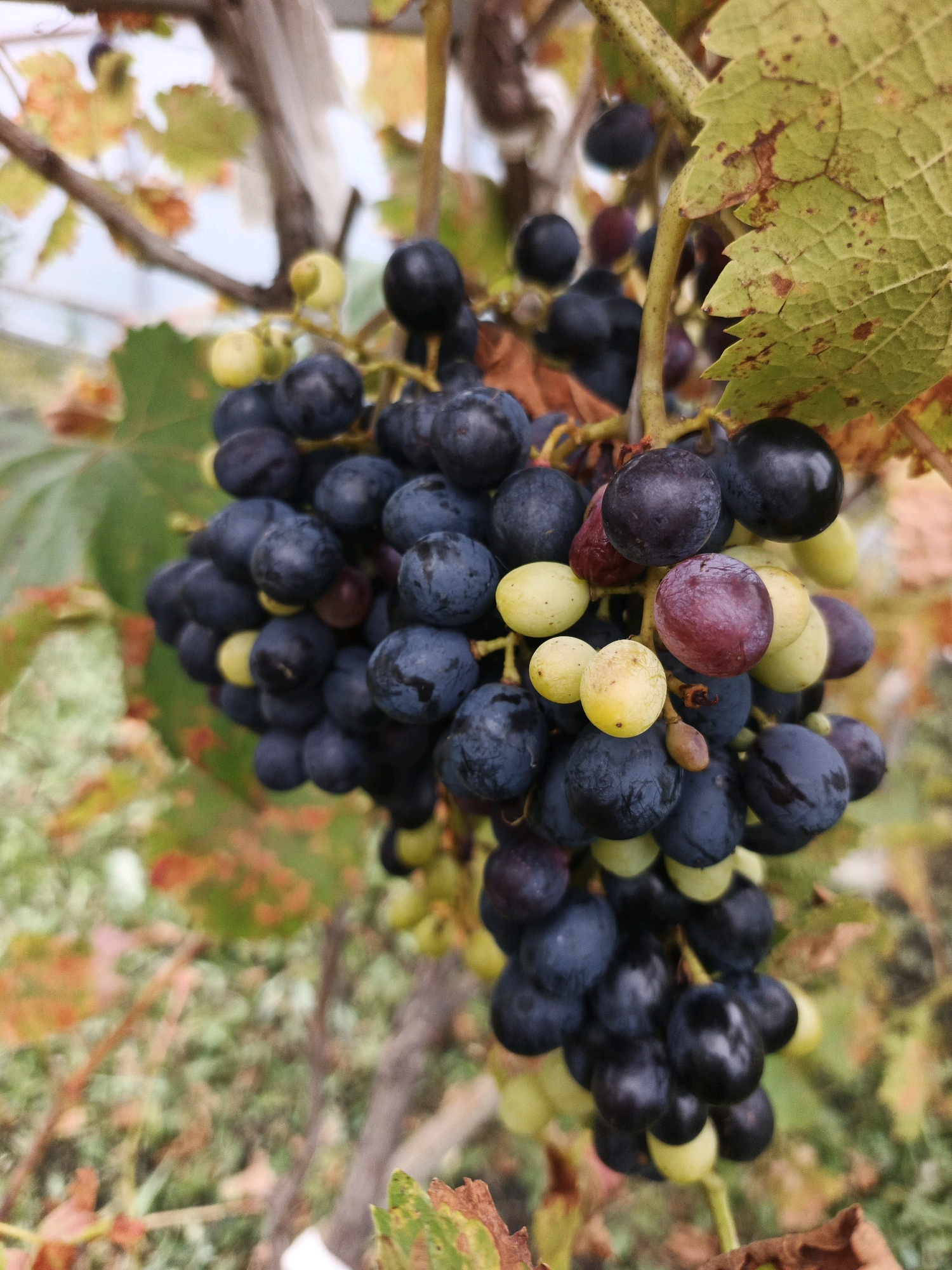 In Bessonovka, Russia, a close-up shot captures a cluster of dark purple grapes hanging from a vine, interspersed with a few lighter green and reddish grapes. The grapes are plump and round, with a dusty bloom on their surface. A large, green grape leaf, showing signs of browning and spotting, curls over the cluster from the upper right. The background is softly blurred, revealing the indistinct shapes of other vines, branches, and foliage, with hints of autumnal colors in muted oranges and yellows. The overall lighting is soft and diffused, suggesting an overcast day or a shaded location.