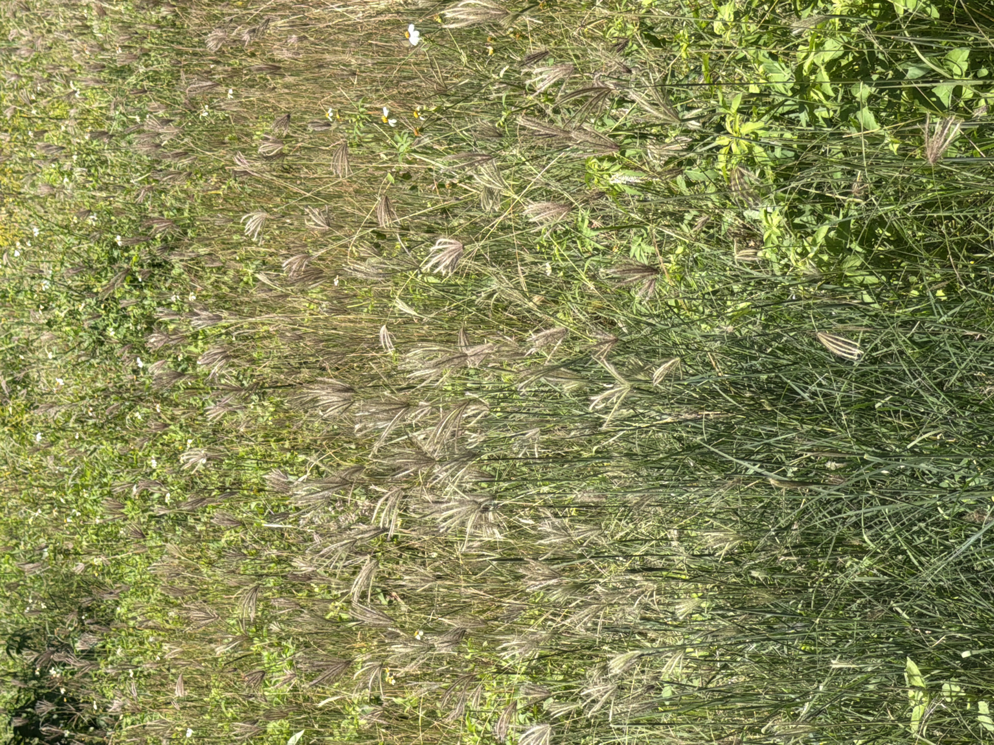 An outdoor medium shot captures a dense field of tall, dry grass and green foliage, suggesting a natural or uncultivated area. The grass stalks are predominantly a light brown, with feathery seed heads reaching upwards. Interspersed amongst the dry grass are patches of vibrant green leaves and stems, creating a textured contrast. Small white wildflowers are scattered throughout the field, adding delicate pops of color to the otherwise monochromatic green and brown landscape. The scene is likely part of a natural area in or around Baan Bo Phut, Thailand, given the lush vegetation and the presence of wildflowers common in tropical or subtropical environments. There are no people or animals visible in the frame.