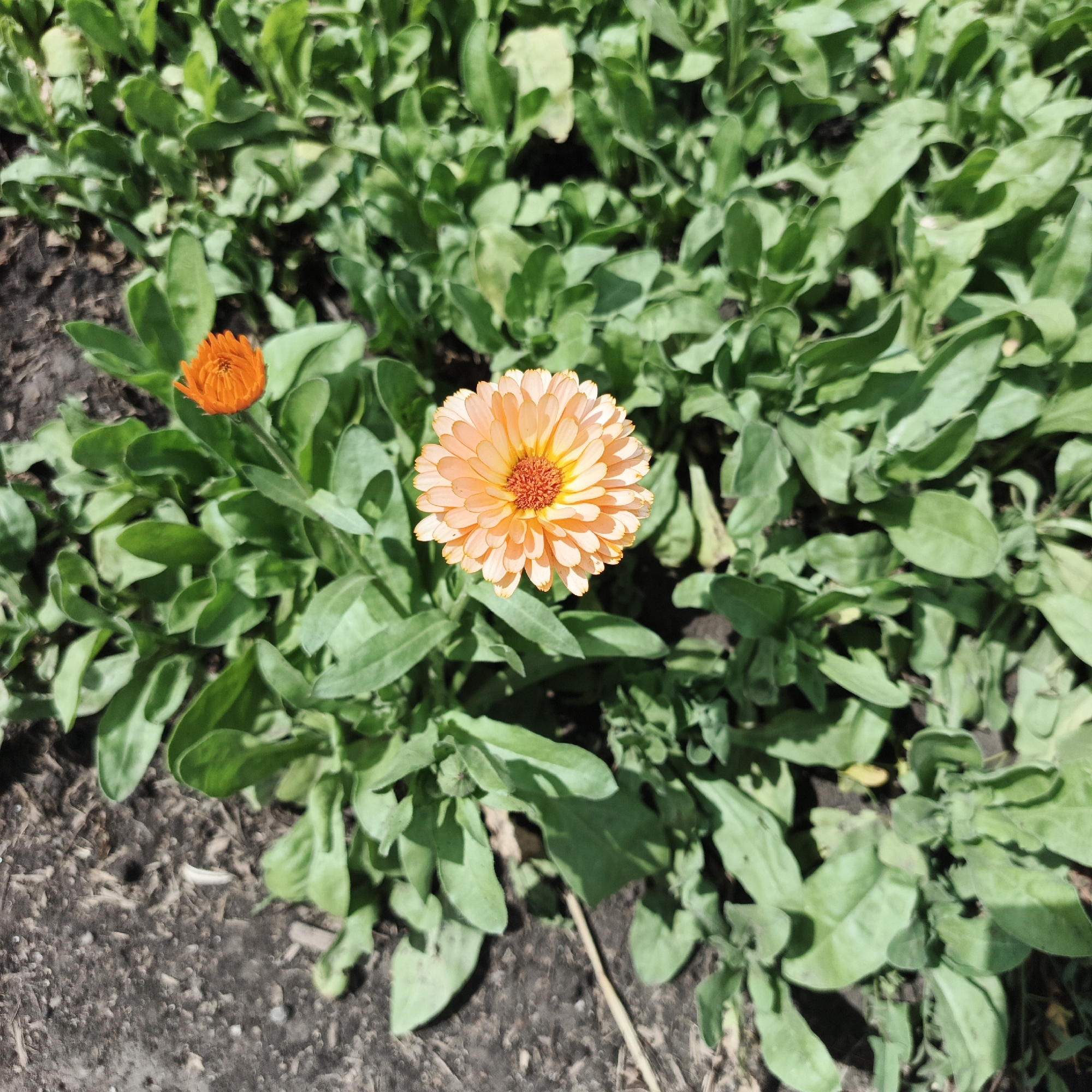 This media file depicts a close-up view of two bright orange calendula flowers blooming amongst lush green foliage and dark soil. The flower on the right is larger and fully open, showcasing its delicate, layered petals and a vibrant red-orange center. Its petals are a soft peachy-orange color, fading to a lighter hue at the tips. The smaller flower on the left is partially closed, its petals a more intense orange. The surrounding leaves are a deep, healthy green, with some slight wilting visible on a few. The soil beneath the plants is dark and appears to be a mix of earth and organic matter, with small pebbles and debris scattered across its surface. The lighting suggests it is daytime, likely under natural sunlight, casting shadows on the leaves and ground. The setting is an outdoor garden or naturalistic environment, possibly in Orlovka, Russia, given the location context. There is no discernible activity or event taking place, as the focus is solely on the flowers and their immediate surroundings. No text is visible in the image.