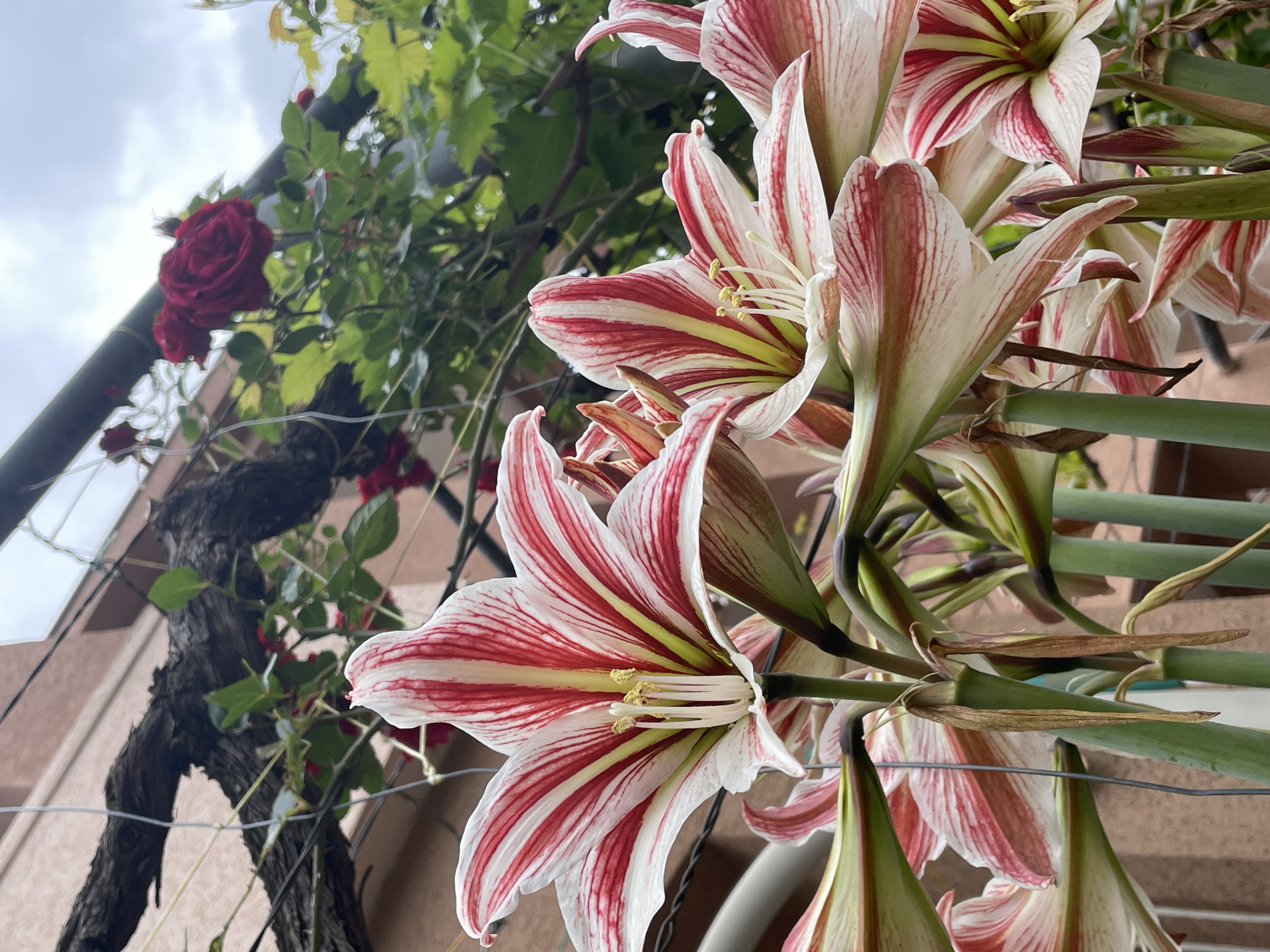 The image captures a vibrant, low-angle perspective of blooming flowers in what appears to be an outdoor garden or balcony setting, likely in Budva, Montenegro.
The primary subjects in the foreground and mid-ground are several large Amaryllis flowers (likely *Hippeastrum*). These showy blossoms feature broad, trumpet-shaped petals with a distinct pattern of bold red stripes against a creamy white base, which transitions to a yellow-green color at the flower's throat. Prominent stamens with bright yellow anthers protrude from the open centers of the blooms. The flowers are supported by thick, green stems, and some younger or fading blooms are also visible.
In the mid-ground to the left, a climbing plant with lush green leaves and several deep red roses adds another layer of floral interest. This plant appears to be growing along a support structure, evidenced by a thick, gnarled dark wood branch or trunk and thin wires. A light-colored building, possibly part of a house or apartment, is subtly visible in the background, suggesting a residential environment. Above the foliage and building, an overcast sky filled with soft grey clouds indicates a cloudy daytime setting, providing diffused light without harsh shadows.
The scene depicts a moment of natural beauty, focusing on the intricate details and colors of the blooming flowers. No specific activity is taking place beyond the natural growth of the plants. There is no visible text in the image.