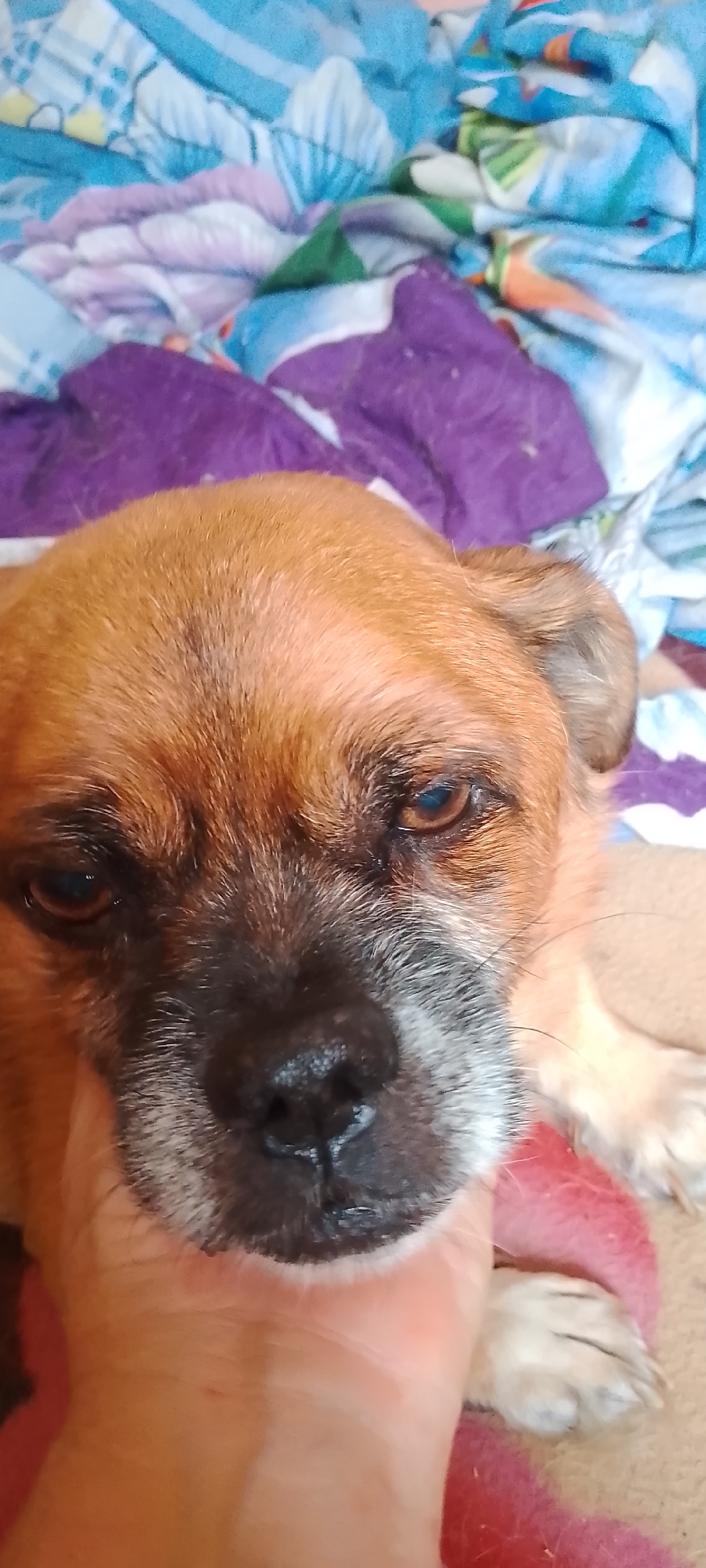 The image is a close-up shot of a small, light brown dog with dark fur around its nose and eyes. The dog has light grey hairs on its muzzle. Its eyes are open and looking forward. A human hand is supporting the dog's head from below. The background is a colorful, textured surface, possibly a blanket or bed linens, with patterns of blue, purple, white, and green. The overall lighting is moderate. The scene does not provide any specific visual information to determine its location in the city of Belgorod, Russia.
