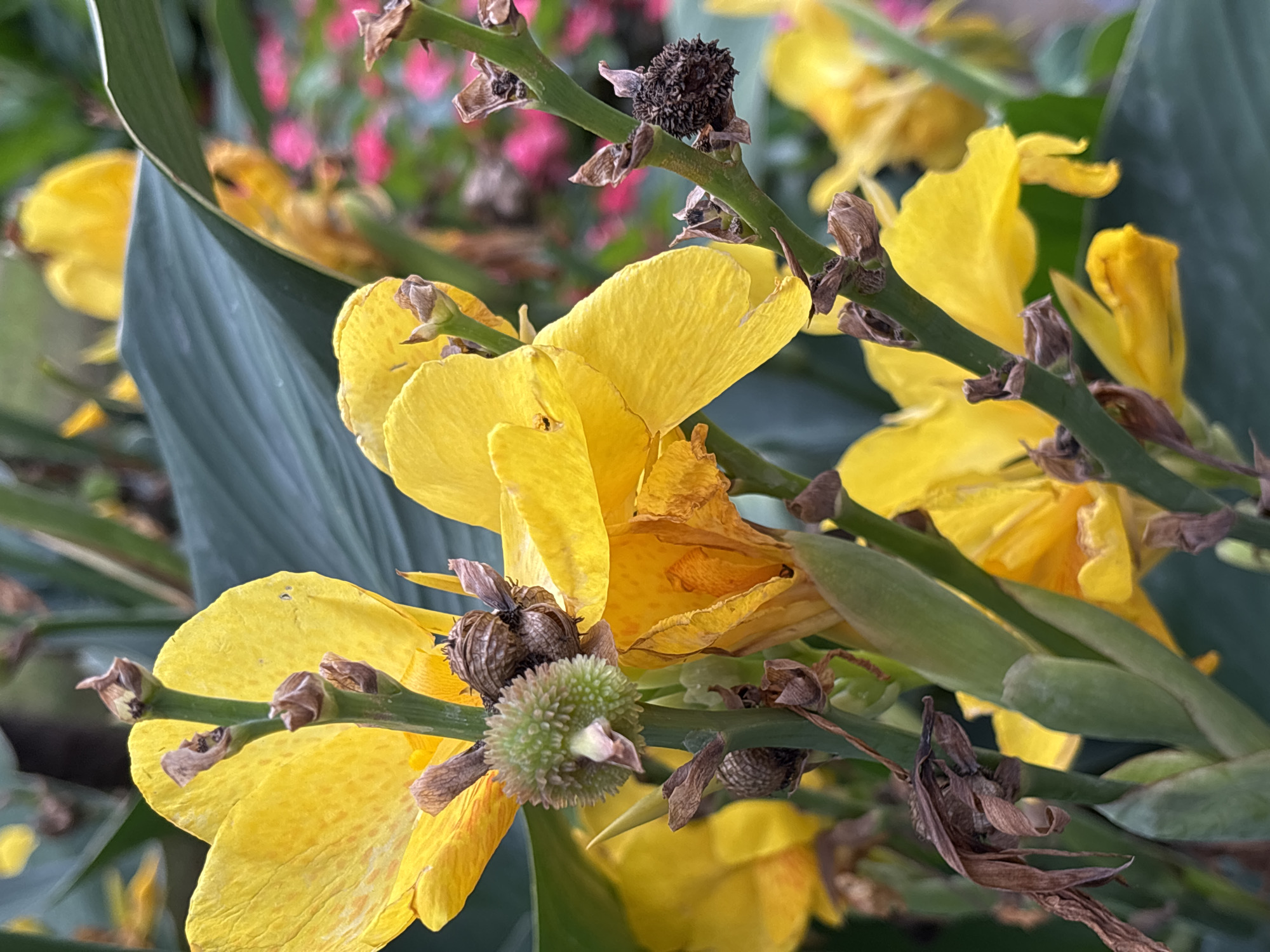 A close-up, vertical, eye-level shot captures a cluster of bright yellow canna lilies in bloom. The flowers are the primary focus, with their vibrant petals contrasting against darker green leaves in the background. Several seed pods are visible on the stems, some appearing green and spiky, others dried and brown and spherical. The blossoms exhibit delicate textures and a slightly ruffled appearance. The overall impression is one of lush, natural growth, likely within a park or garden setting. The image was taken in Sochi, Russia, contributing to the floral display in this coastal city known for its botanical gardens and subtropical climate. There are no people or animals present in the frame.