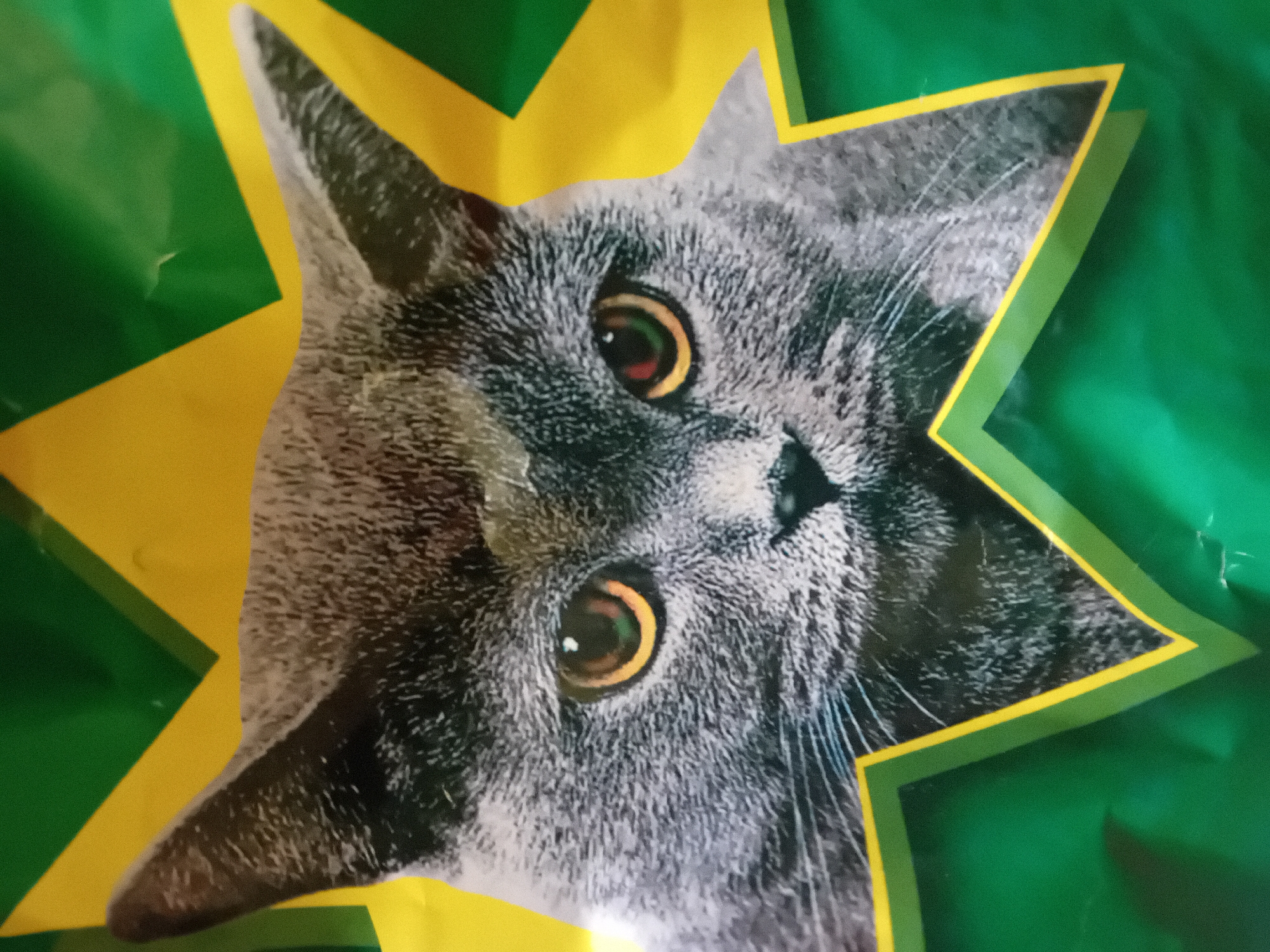 The image shows a close-up of a gray cat's face, printed on a green and yellow background. The cat's eyes are open and have yellow irises. The background appears to be a plastic bag or packaging, as indicated by the crinkled texture and the way light reflects off the surface. The design on the background is a star shape with green and yellow sections. The image does not provide any information about the location in the city of Chuhuiv, Ukraine.