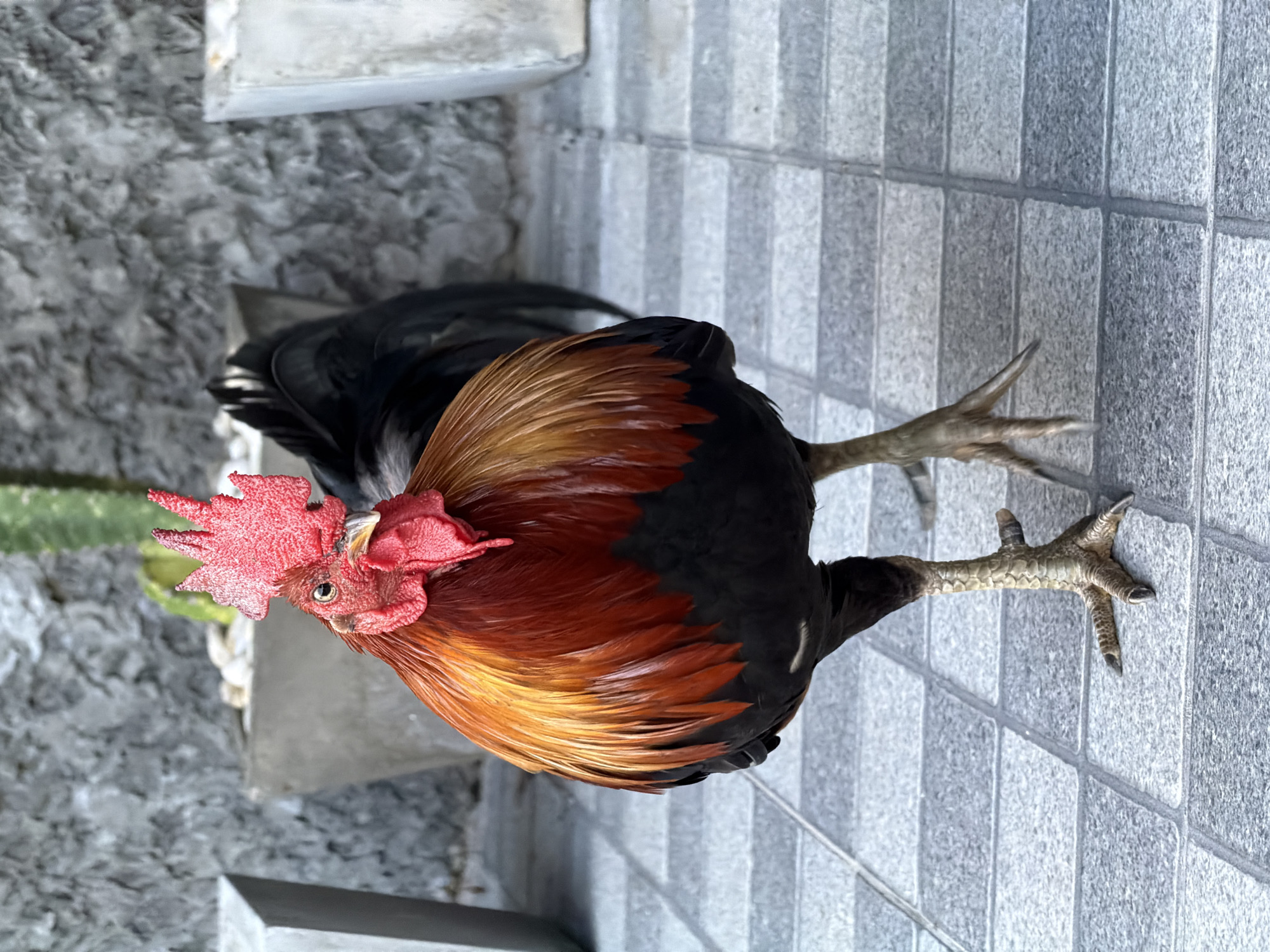 A rooster stands on a tiled patio in Baan Bo Phut, Thailand. The rooster has a bright red comb and wattles, with orange and black plumage on its body. Its legs are scaly and grey, with sharp talons. In the background, a grey textured wall with some greenery is visible, along with two large planters. The patio tiles are a light grey color with darker grey grout lines, arranged in a square pattern. The lighting suggests it is daytime, possibly late afternoon, with soft shadows. There are no people or other animals visible in the scene. The overall environment appears to be an outdoor residential or commercial area, possibly a courtyard or garden.