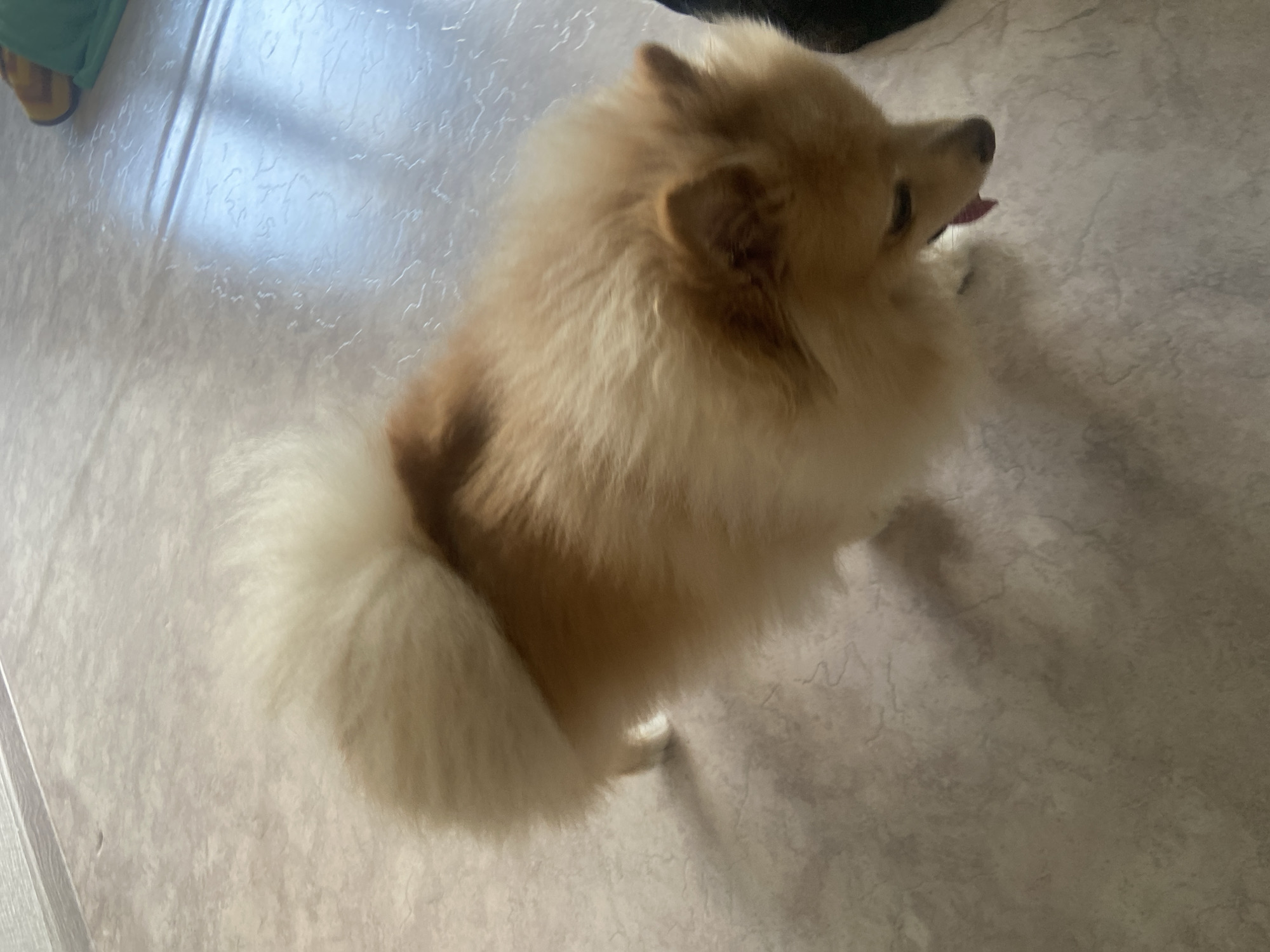 A pomeranian dog with light brown fur and a bushy tail is standing on a light-colored, tiled floor. The dog's tongue is hanging out of its mouth, and it appears to be looking down. The floor has a subtle pattern with light gray and beige tones. In the background, a sliver of what appears to be a green and yellow object is visible, possibly a piece of clothing or a toy. The lighting suggests an indoor environment, with shadows cast on the floor from an unseen light source, possibly a window. The image does not provide any information to place it in Kazan, Russia.