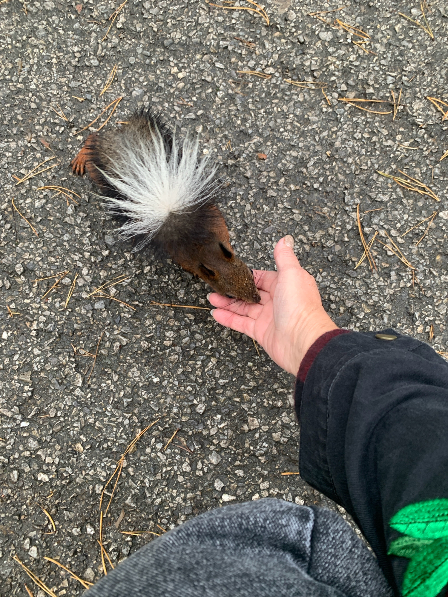 The image shows a person's hand offering food to a squirrel on a paved surface that appears to be asphalt. The squirrel has a bushy tail with white and dark brown fur. The person is wearing a dark jacket and gray pants. The ground is covered with small stones and some pine needles. There are no identifiable landmarks or specific details in the image that would allow for the determination of its location within Prokopyevsk, Russia. The scene depicts a close interaction between a human and a wild animal.