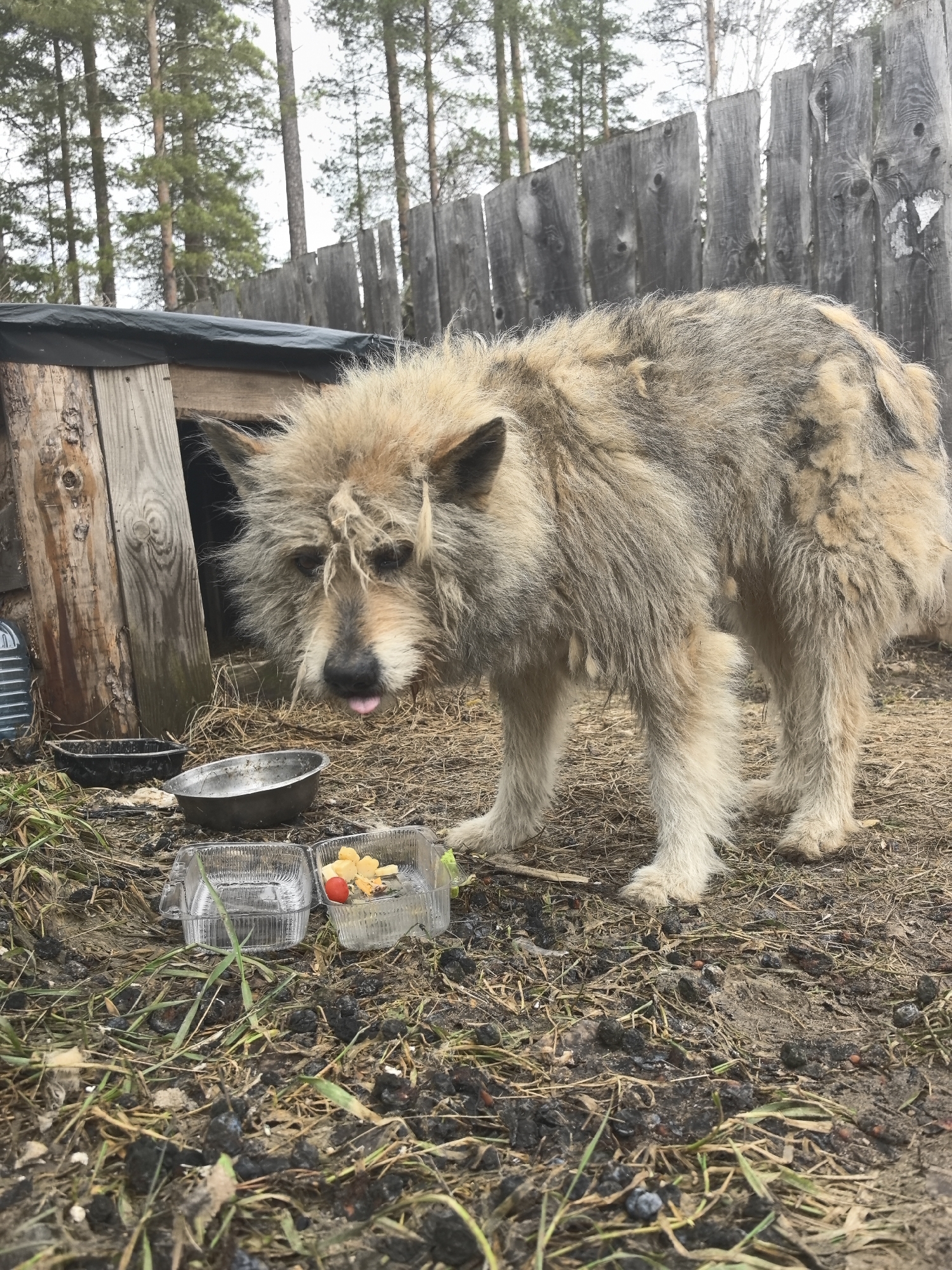 A medium-sized dog with shaggy, tan and grey fur stands in a muddy yard with sparse grass and scattered dark debris. The dog has its tongue slightly out. In front of the dog are two clear plastic containers, one filled with water and the other with what appears to be cheese, tomato, and a yellow fruit. Behind the containers are two metal bowls, one blackened. To the left is a wooden doghouse with a black tarp roof. Behind the doghouse is a clear plastic water bottle. In the background is a grey wooden fence and several tall, slender trees. The location is Noviy, Russia.