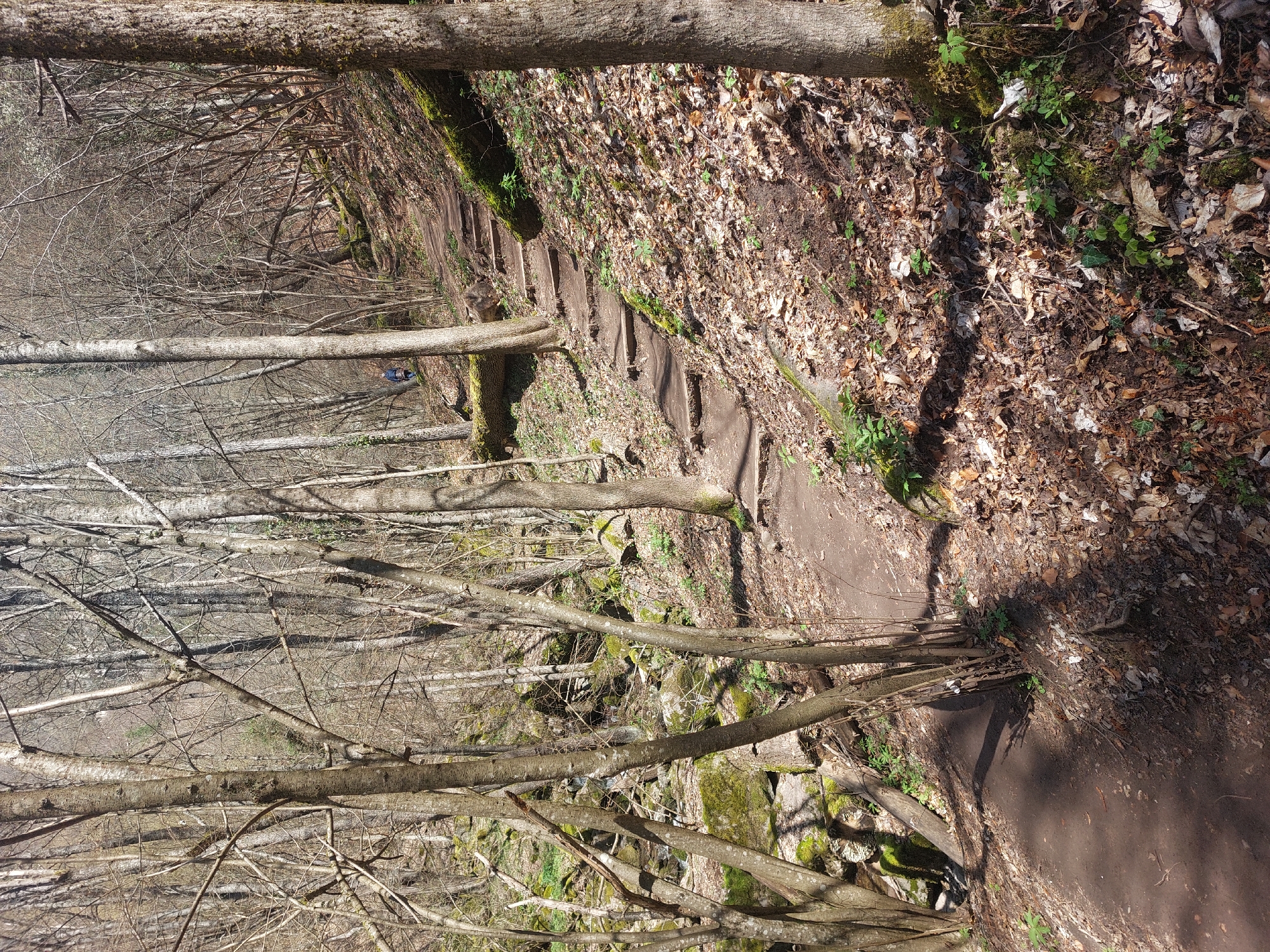 The image depicts a forest landscape, likely in a mountainous region. A dirt path with constructed steps ascends a hillside covered in fallen leaves and sparse vegetation. The path is shaded by a dense canopy of bare trees. A small amount of water is visible on the moss-covered rocks.
There is a lone person walking on the steps on the path.
Given the request for the location in Devin, Bulgaria, it is plausible that this image was taken in the Rhodope Mountains, known for their forests and hiking trails.