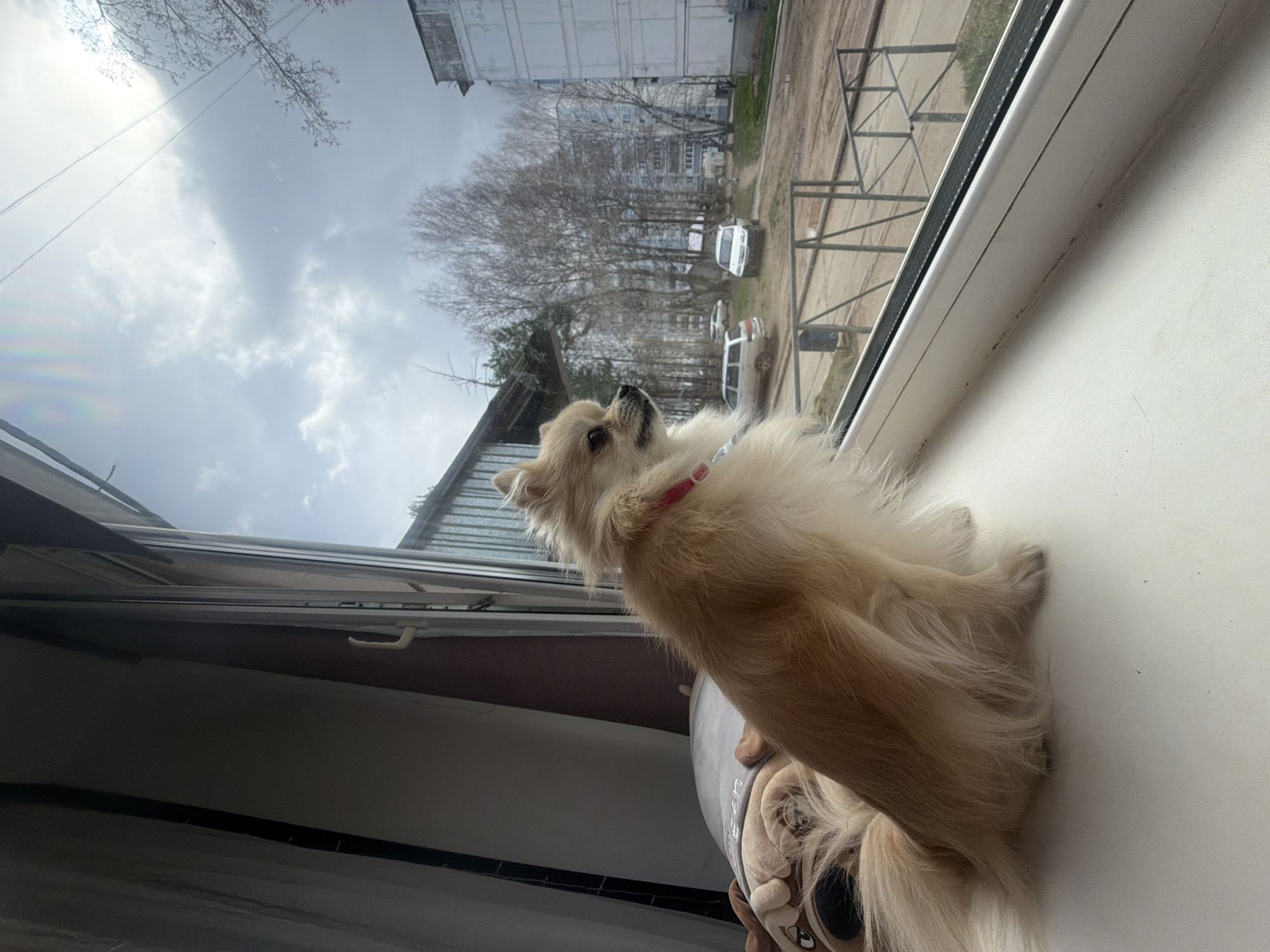 A light-colored, long-haired dog, possibly a Pomeranian, with a reddish collar, is the central subject of the image. The dog is sitting on a white windowsill, looking upwards and outwards through the window with an attentive and curious expression. Part of a bulldog-shaped stuffed animal or cushion is visible beneath the dog on the windowsill.
The view through the window reveals an overcast and cloudy daytime sky. Below the sky, an urban or suburban landscape is visible, typical of a residential area in Chaikovsky, Russia. Several multi-story apartment buildings with a utilitarian architectural style stand in the background. In front of the buildings, bare, leafless trees are prominent, suggesting either late autumn, winter, or early spring. The ground below appears to be a mixture of dirt and sparse vegetation, with a couple of cars parked, including a white sedan and a lighter-colored SUV/van. A metal fence or railing is also visible closer to the window. The overall light suggests a cloudy day. There is no visible text in the image.
