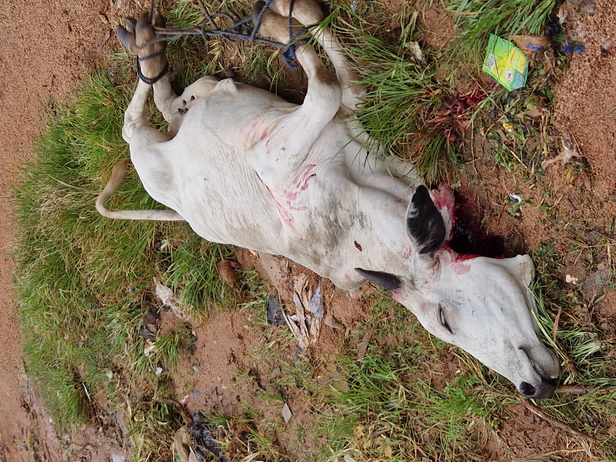 A dead white cow lies on its back on the ground in Jos, Nigeria. The cow is on a patch of dry, brown earth mixed with green grass and scattered debris. The cow's legs are bound with rope, and its head is turned to the side, with its eyes closed. There is blood visible on the cow's body, particularly around its neck and hindquarters. The surrounding environment appears to be a rural or semi-rural area with a dirt road or path visible in the background.
