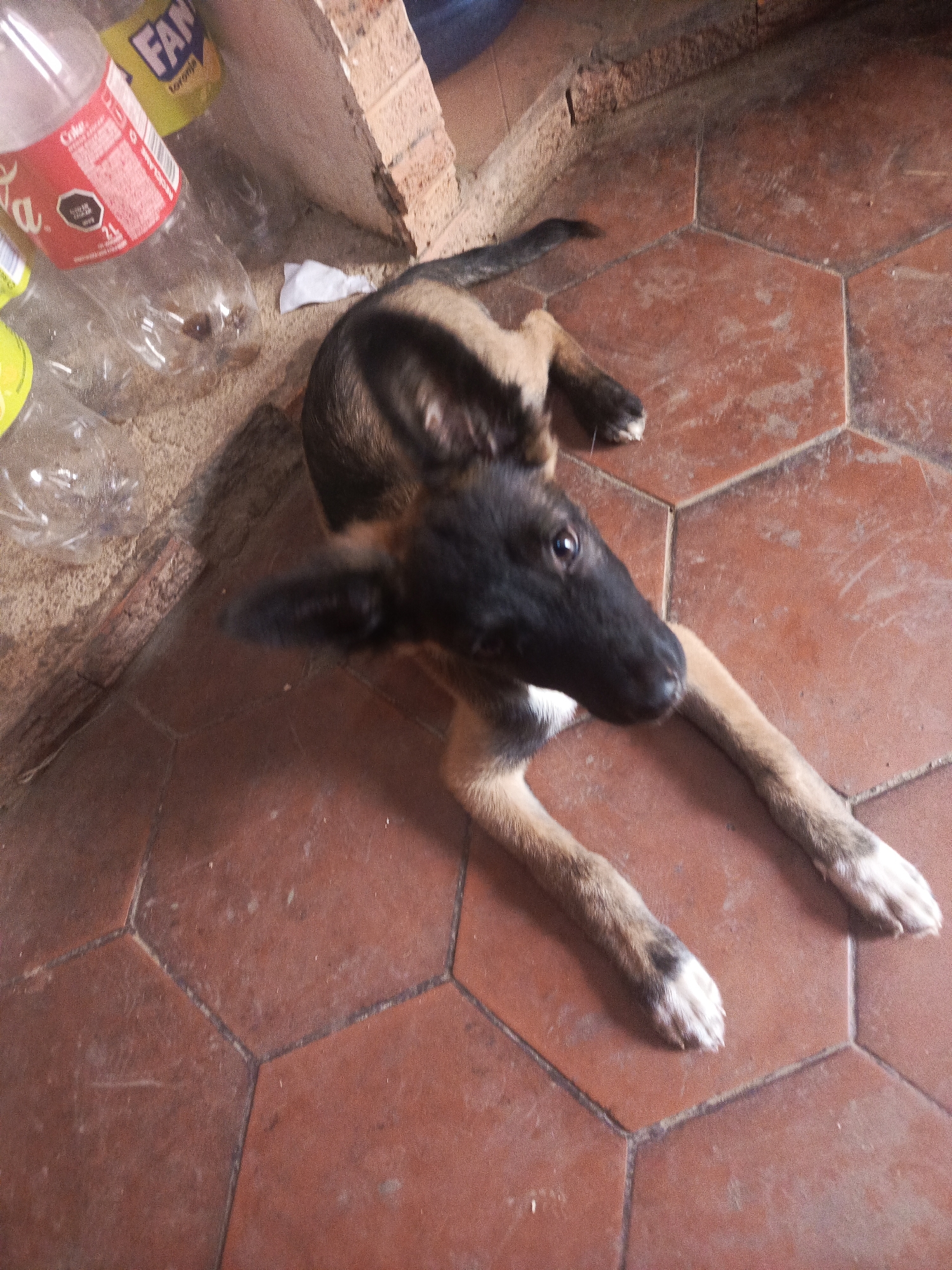A dog with a black head and light brown body is lying on a brown tiled floor. The dog's paws are white-tipped. Next to the dog, there are several empty plastic bottles. The bottles are situated near a brick wall. Based on the prompt, this scene is in Juan Griego, Venezuela.