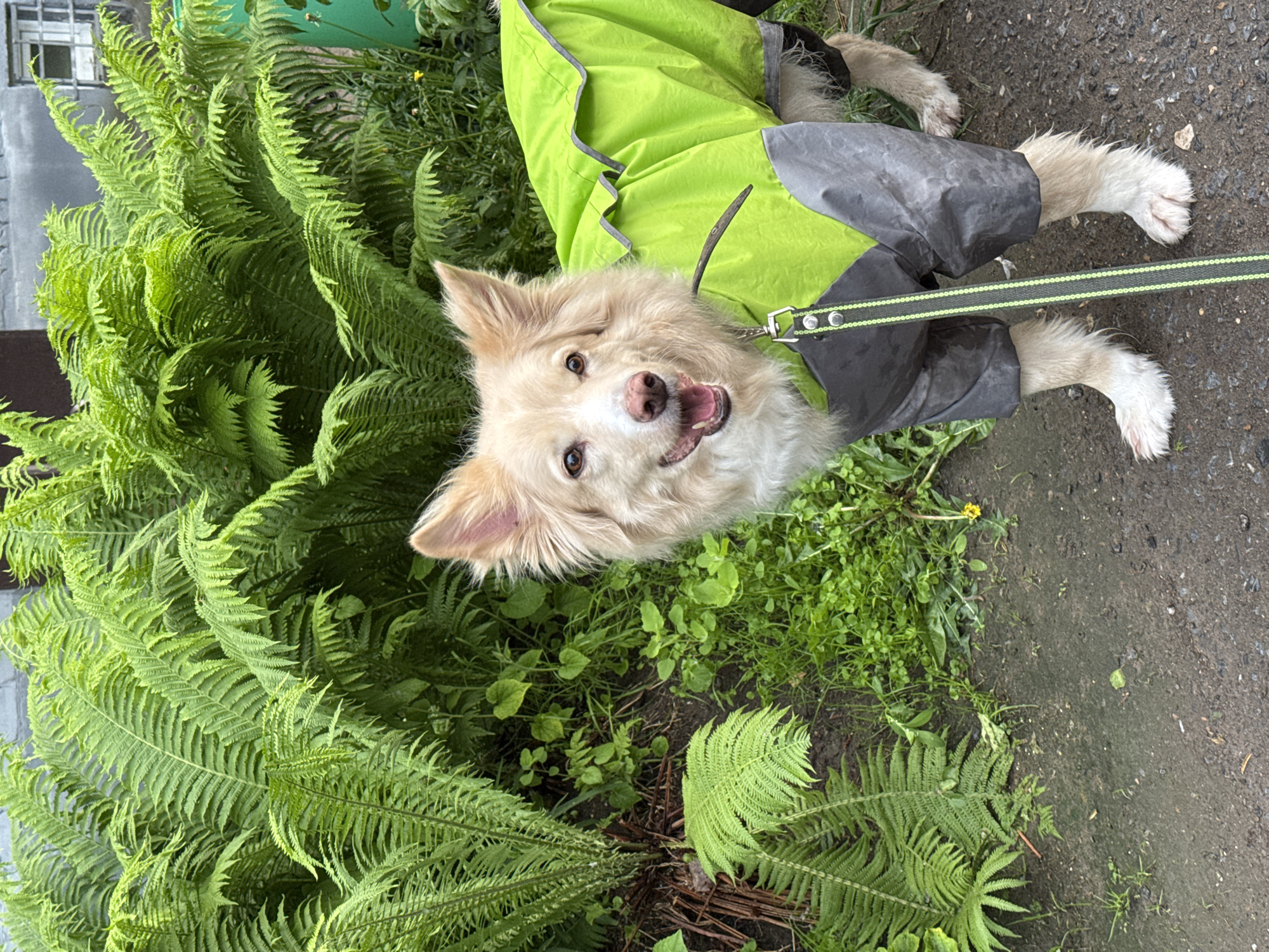 An eye-level shot captures a cream-colored, medium-sized dog looking directly at the camera with a joyful, slightly panting expression. The dog has fluffy fur, medium-length floppy ears, and bright, curious eyes. It is wearing a bright lime green and dark grey two-tone waterproof dog coat, designed to cover its back and legs. A dark green leash with a light green dotted pattern is attached to its collar.
The dog is positioned outdoors on a dark, textured ground surface, which appears to be a damp path or bare earth. To the left and in the background, the scene is dominated by a dense and lush growth of vibrant green ferns, creating a natural and verdant backdrop. Smaller green plants and grasses are also visible on the ground around the dog. The presence of the raincoat and the appearance of the ground suggest recent rain or generally damp weather conditions. The image conveys a cheerful moment, likely during an outdoor walk or playtime. There is no visible text in the image. This scene is set in Chaikovsky, Russia.