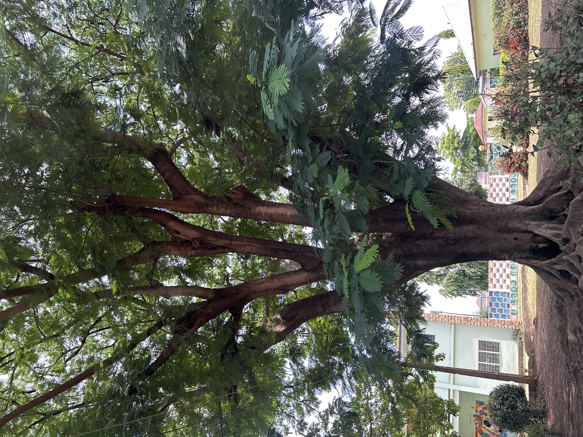 A large, mature tree with thick, exposed roots dominates the foreground of this scene. Its trunk is substantial and dark, branching out extensively into a canopy of lush green leaves. The tree is set in a park-like area with a dirt and leaf-strewn ground. In the background, a pale green building with white-framed windows is visible. Adjacent to this building is a decorative wall with a tiled pattern featuring the words "I LOVE GI". To the right of the building, another smaller building with a grey roof and a red-roofed structure are partially visible. Several bushes with red and green foliage are scattered throughout the scene. The sky is overcast and bright, suggesting daytime. The overall impression is of a peaceful outdoor setting, possibly within a school or community compound in Unguwar Shanu, Nigeria.