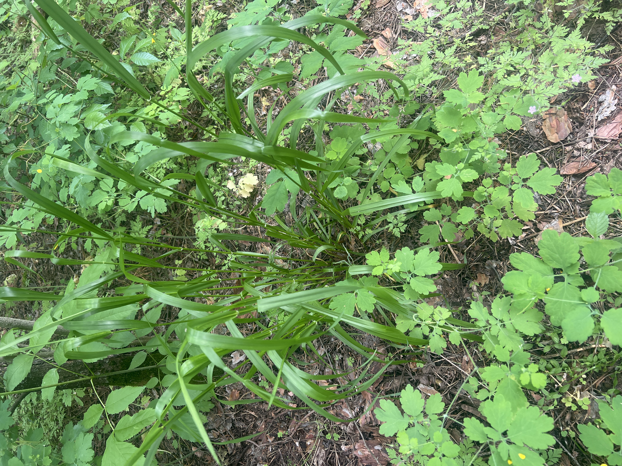 This media file is a top-down, medium-shot photograph of a forest floor covered in lush green vegetation. The primary subjects are various plants, including tall, broad-bladed grass and smaller plants with lobed leaves, some of which have delicate pink flowers. The ground beneath the foliage is a mix of dark soil, fallen leaves, and pine needles, suggesting a woodland or forest environment. The lighting appears natural and diffused, indicating it might be daytime with overcast conditions or the dense canopy of trees filtering the sunlight. There are no people or man-made objects visible in the scene. The overall impression is one of a natural, undisturbed woodland setting. The focus is on the intricate textures and varied forms of the plant life. No text is visible in the image.
