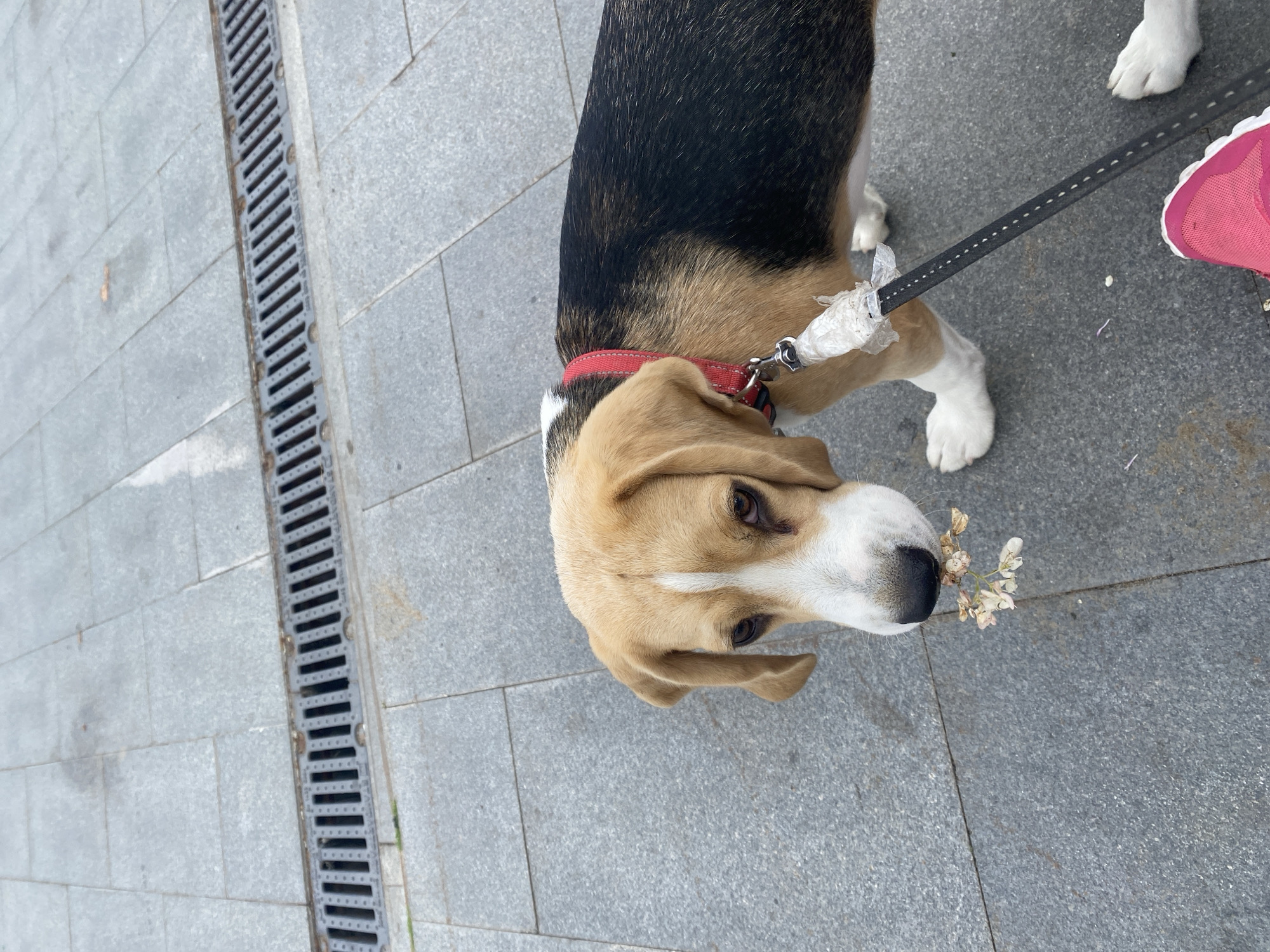 A tri-colored Beagle dog with a red collar is standing on a grey paved surface. The dog has white paws and is holding a small cluster of white flowers in its mouth. A black leash is attached to the dog's collar and extends out of frame to the right, where a pink shoe is visible, suggesting the presence of a person. In the background, a metal grate runs horizontally across the paved surface. The scene appears to be an outdoor urban environment, possibly a sidewalk or public walkway, and the presence of the metal grate suggests it may be near a drainage system.