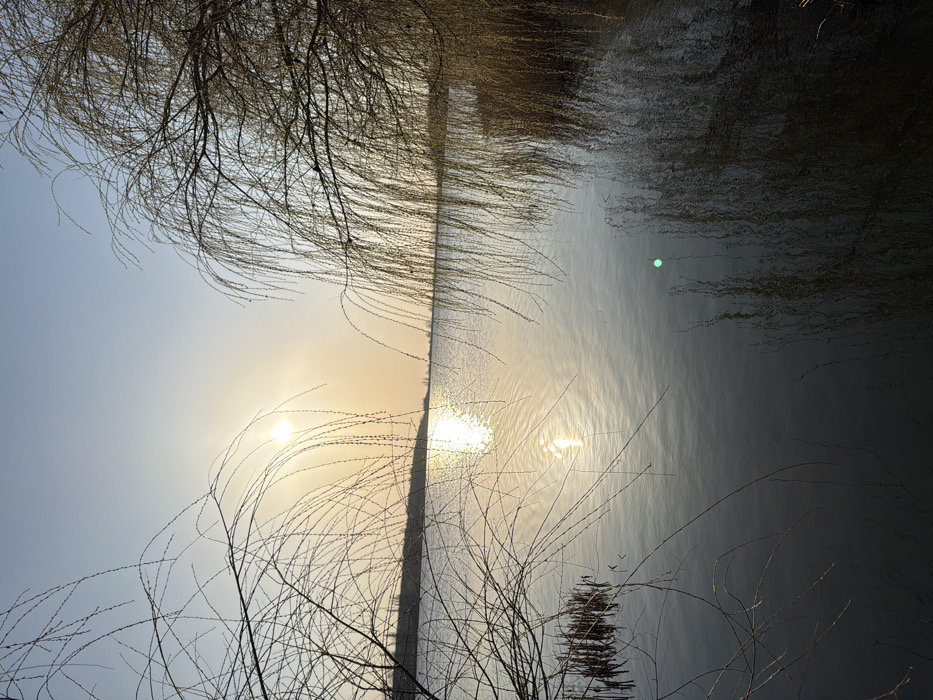 The image depicts a broad body of water under a clear, pale blue sky transitioning to a golden-yellow hue near the horizon. The sun, a bright, diffuse orb, is positioned in the upper left quadrant, casting a prominent, elongated reflection across the water towards the foreground. Numerous thin, bare branches with a weeping habit extend from the left foreground into the frame, partially silhouetted against the sky and the sun's reflection. On the right, denser, similar weeping branches, also largely devoid of leaves, frame the scene, their dark forms reflected in the water below. A faint, dark landmass is visible along the distant horizon. The water's surface exhibits subtle ripples, particularly within the sun's reflection. A distinct green lens flare is visible on the water in the lower right quadrant. This scene is located in the city of Utash, Russia. No individuals are visible.