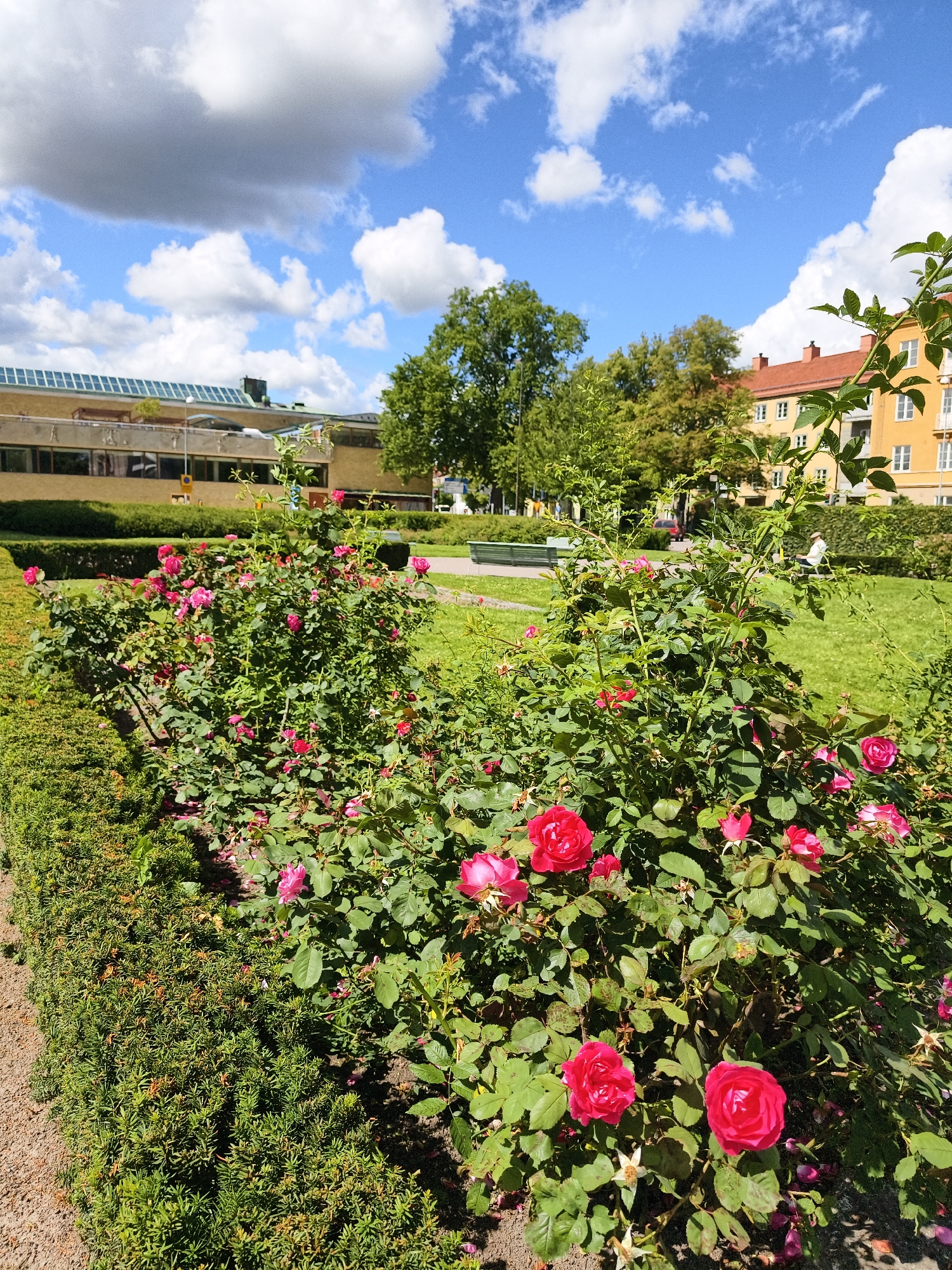 In Linköping, Sweden, this image depicts a sunny day in a park-like setting. In the foreground, lush green rose bushes are in full bloom, displaying vibrant pink and red flowers. A neatly trimmed hedge runs along the left side of the frame, separating the rose garden from a gravel path. In the midground, a grassy lawn is visible, with a green park bench and a single person sitting on another bench in the distance. The background features trees, a yellow apartment building with red-tiled roofs, and a modern building with a glass roof. The sky is a bright blue with fluffy white clouds, indicating good weather. The scene is peaceful and serene, suggesting a public space designed for relaxation and enjoyment.