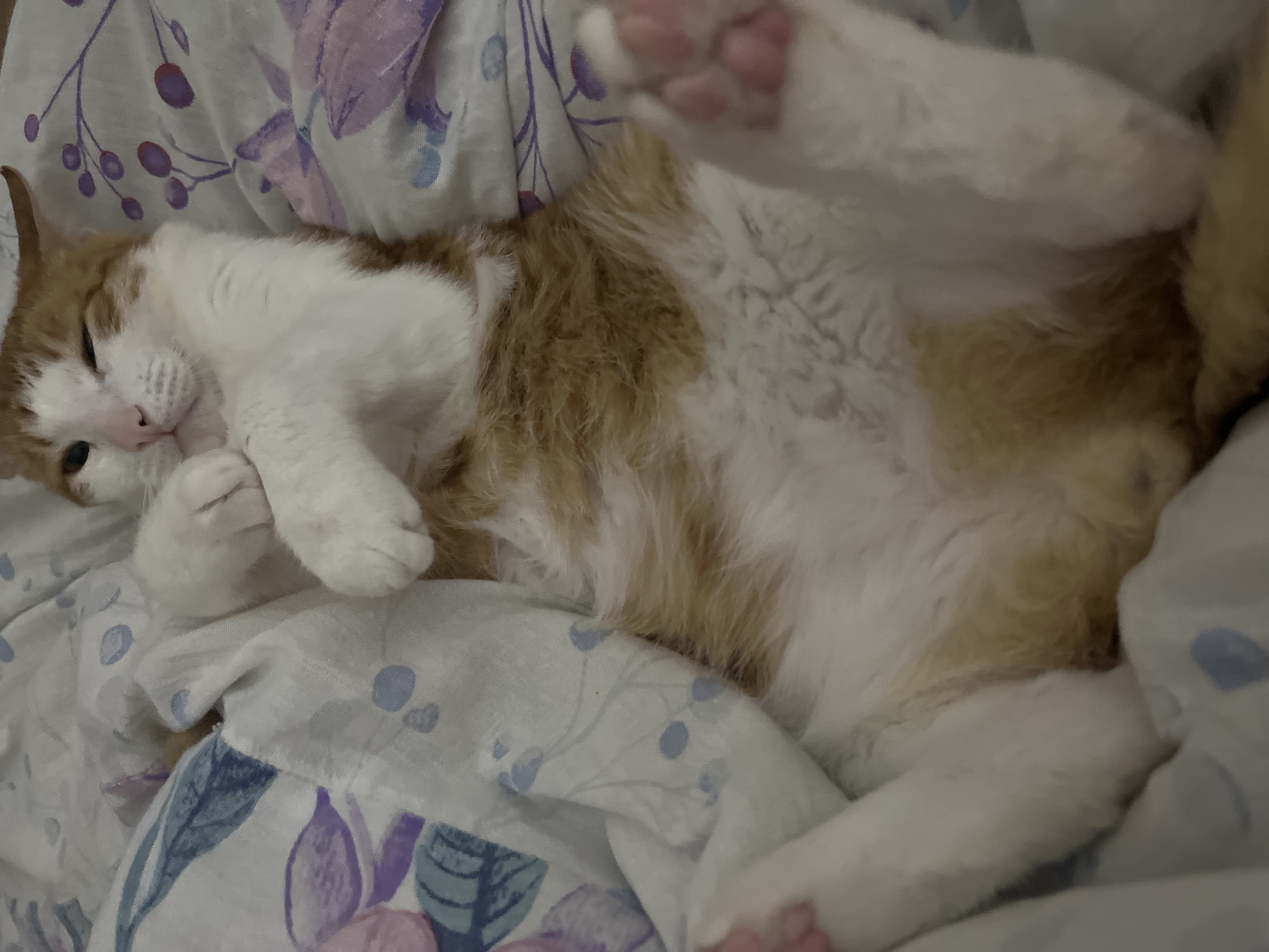 A ginger and white cat is lying on its back on a bed with floral-patterned bedding. The cat's face is visible on the left side of the image, and its pink paw pads are prominent. The cat is positioned in the center, taking up most of the frame. The environment appears to be indoors. There is no information available to suggest the picture was taken in Chaikovsky, Russia.