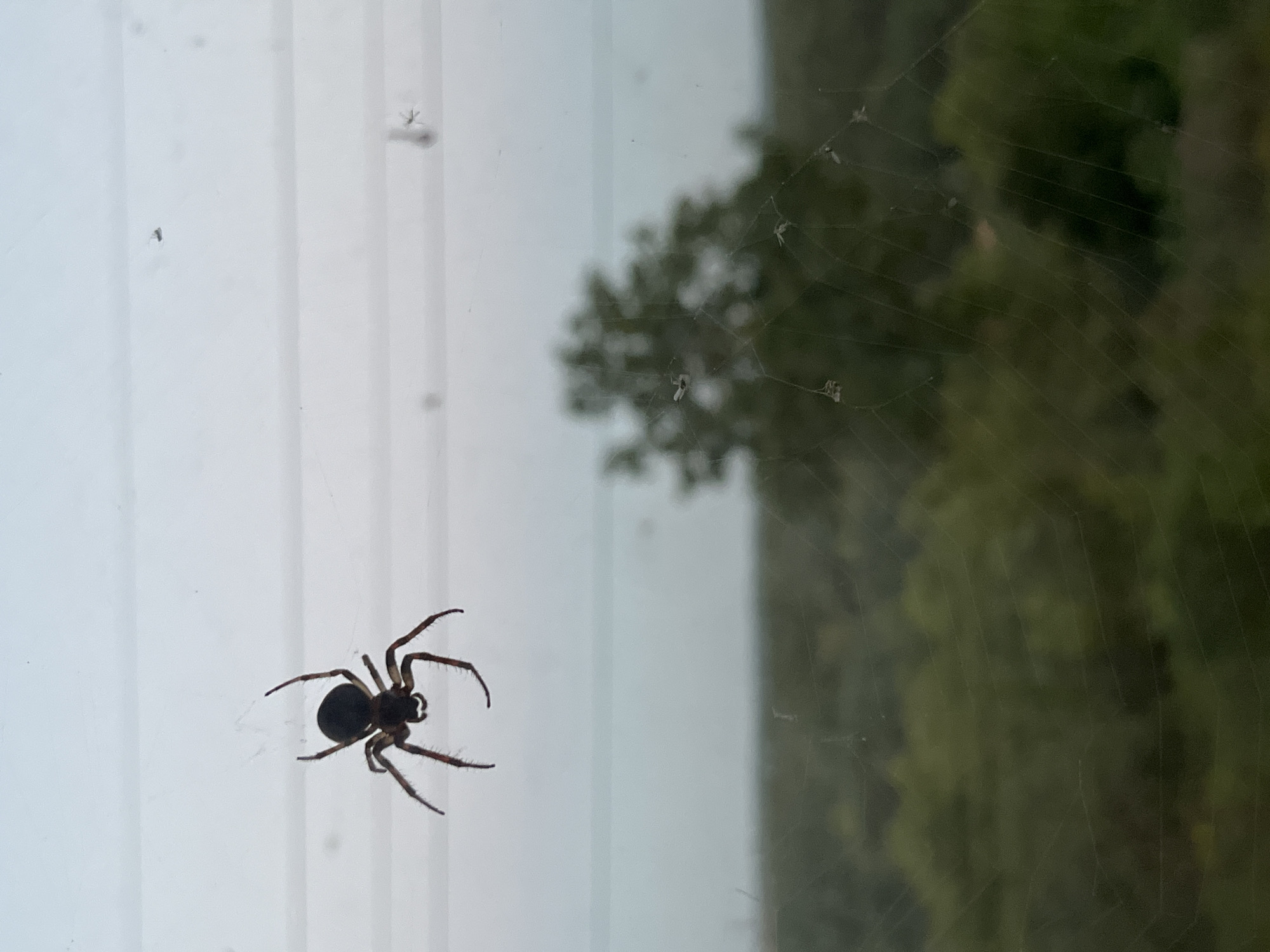 An image depicts a dark-colored spider in silhouette, positioned in the upper left quadrant of the frame. The spider is suspended by unseen threads, indicating its presence on a spiderweb. The background is blurred, showing a hazy sky and a green, out-of-focus landscape of trees, suggesting an outdoor environment. The spiderweb itself is faintly visible, stretching across the lower portion of the image, with a few small debris items caught within its strands. The overall scene has a muted color palette due to the overcast conditions. The location in Kaunas, Lithuania cannot be determined from the provided image.
