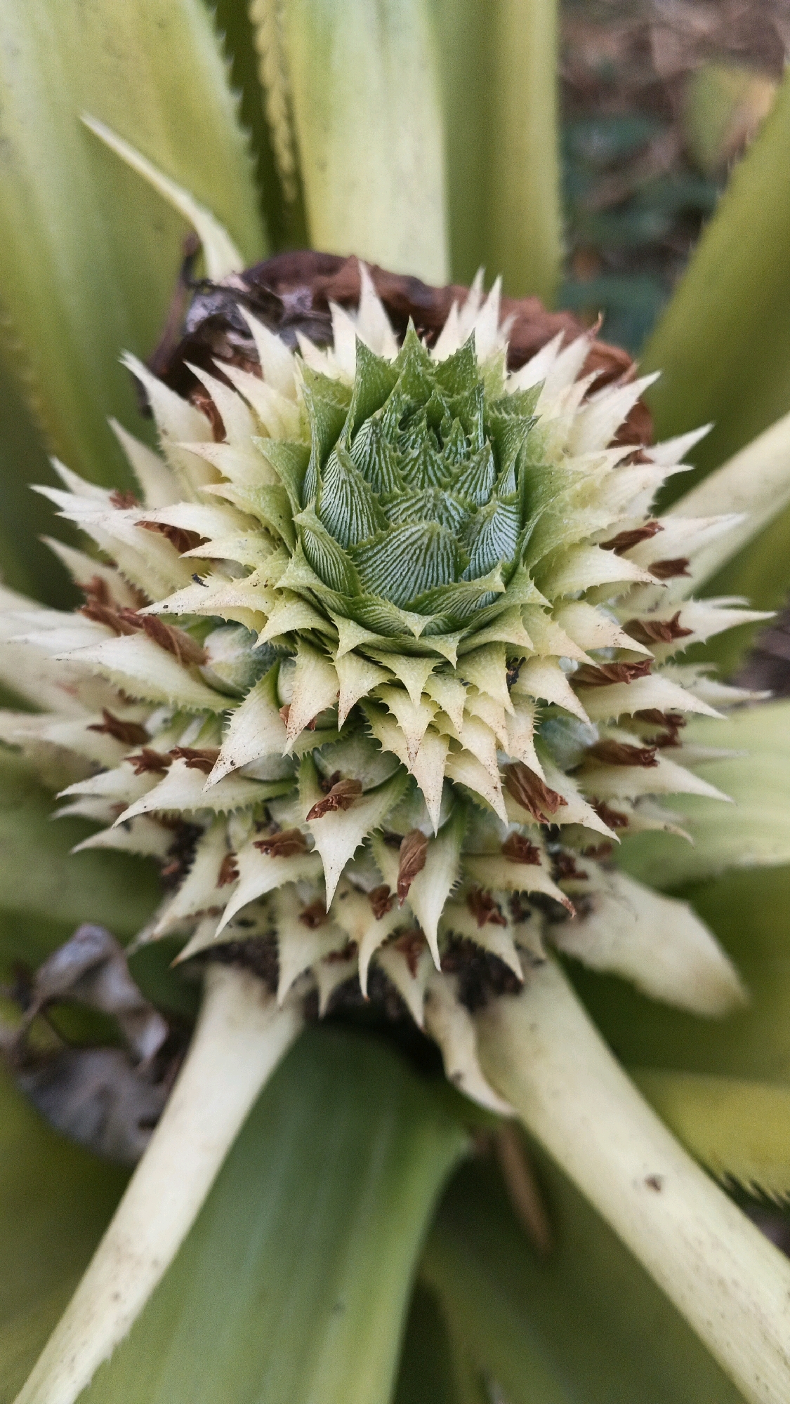 The image shows a close-up, top-down view of a young pineapple fruit developing on a plant. The fruit is conical in shape with a spiky texture. The developing fruit has a green, tightly packed center surrounded by pale yellow, pointed bracts. Small brown remnants of flowers or bracts are visible between the bracts. The surrounding leaves of the pineapple plant are broad and green, with some appearing slightly wilted or dry at the edges. The background is blurred, suggesting a shallow depth of field, and appears to be natural foliage and possibly soil. The lighting suggests it is daytime. The image is consistent with being taken in Karangjati, Indonesia, as the climate there supports the growth of pineapple plants. There are no people or animals visible in the image.