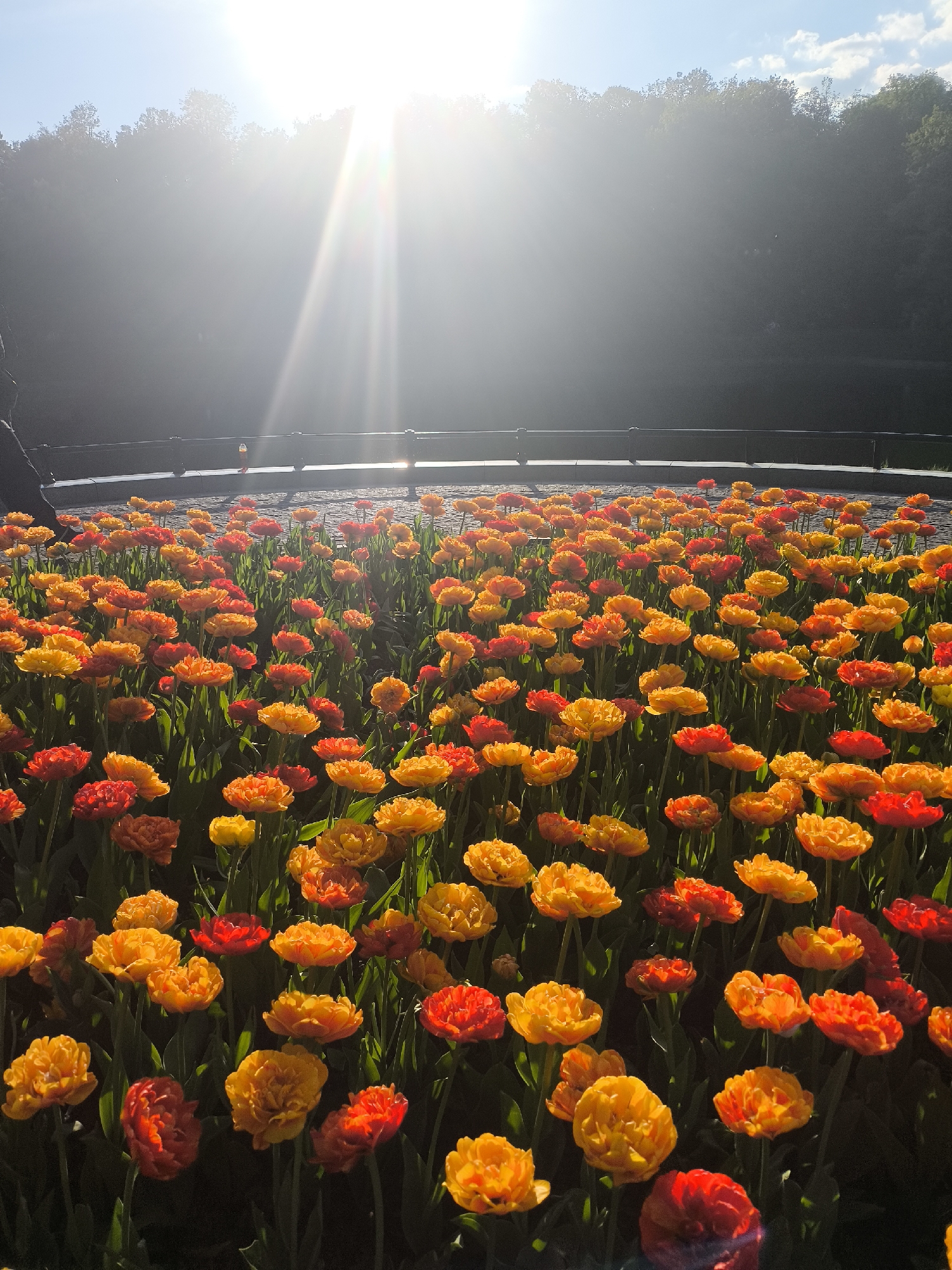 A field of red and yellow tulips fills the foreground, with the sun shining brightly in the background. Behind the flowers is a black metal fence, and beyond that is a dark body of water. Trees line the far side of the water, suggesting a park or natural area. The image was taken in Moscow, Russia.