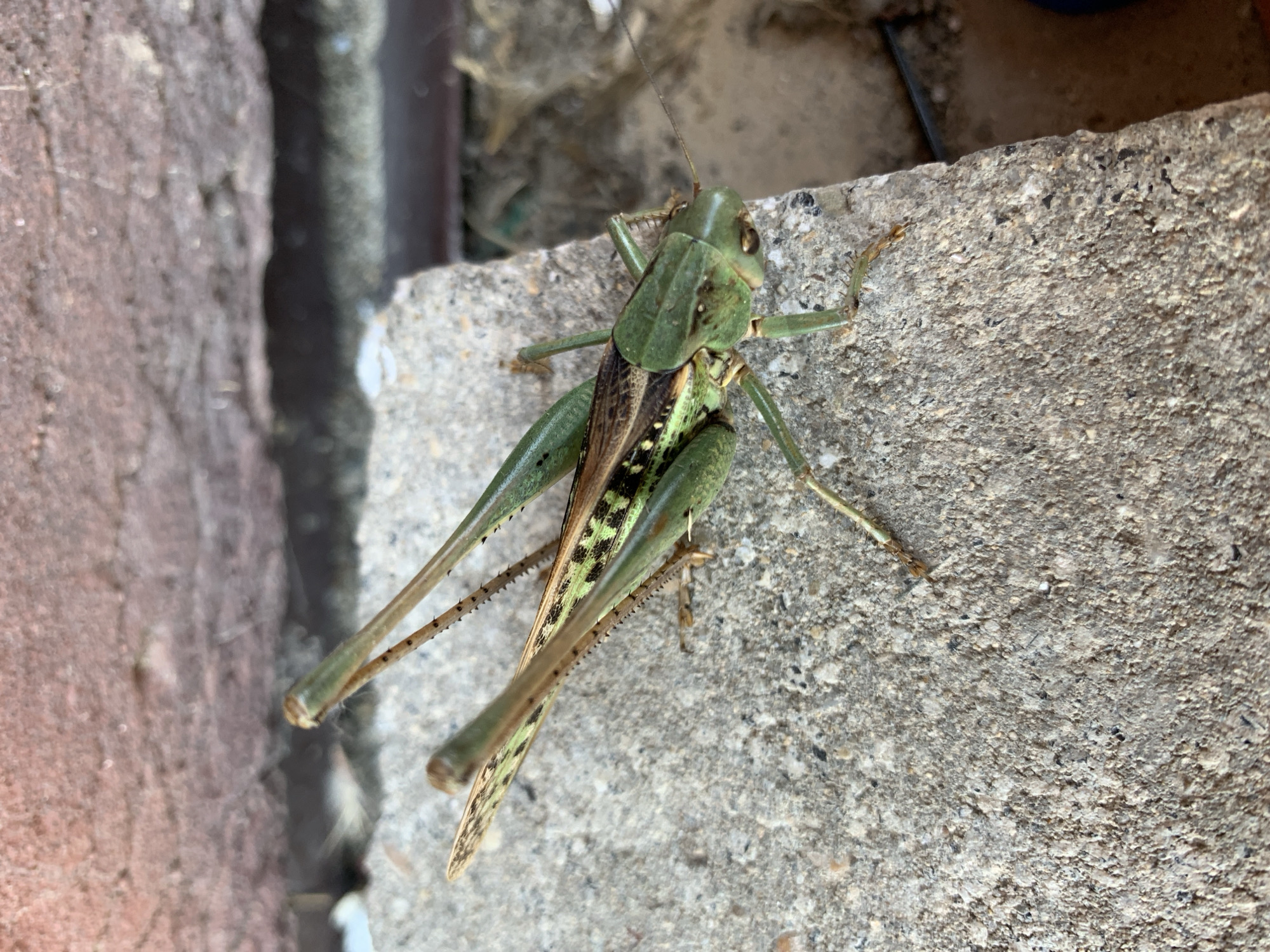 A close-up, high-angle shot shows a green grasshopper resting on a rough, gray concrete surface. The grasshopper is positioned in the center of the frame, facing right, with its long antennae extending outwards. Its body is predominantly green, with intricate patterns of brown and black markings on its wings and abdomen. The concrete has a coarse texture with visible aggregate. In the background, a blurred reddish-brown brick wall is visible, with a dark crevice beneath it. The overall scene suggests an outdoor, possibly urban environment, in Kropotkin, Russia.