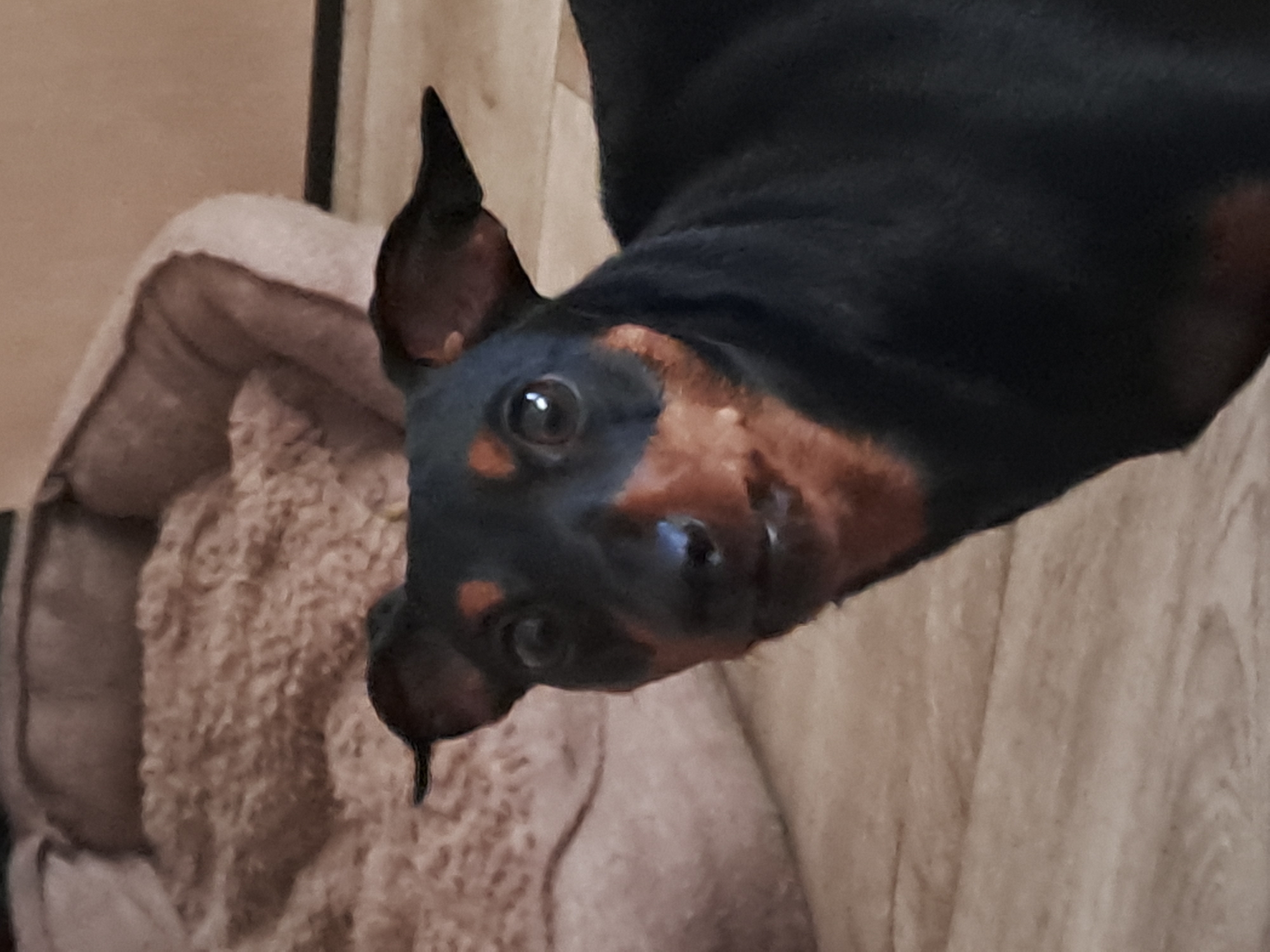 A close-up, head-and-shoulders shot captures a miniature Pinscher with black fur and tan markings. The dog's head is turned slightly to the left, and its ears are perked. The dog appears to be looking directly at the camera, with its mouth slightly open, revealing its teeth. The background is out of focus, showing a beige dog bed. The flooring is visible in the lower portion of the image and appears to be wood laminate. There are no people present in the image. The image was taken indoors. There is no information or visual cues to indicate the location is in Elektrostal, Russia.