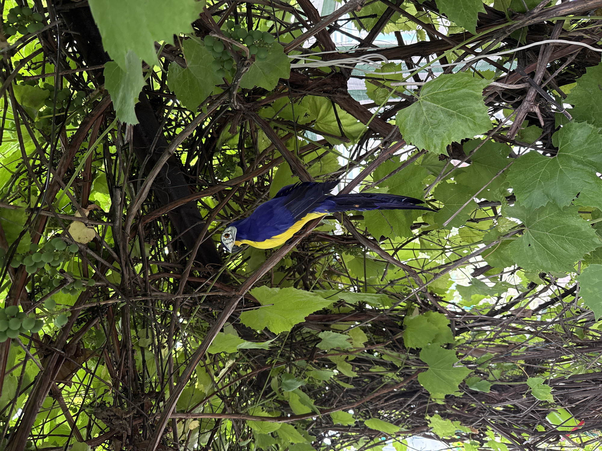A close-up, eye-level shot captures a brightly colored, artificial parrot perched on a network of intertwined grapevines. The parrot, predominantly blue and yellow, is positioned slightly off-center to the right, its tail feathers trailing downwards. Lush green grape leaves and developing grape clusters surround the vine structure, with some of the leaves obscuring parts of the background. The lighting suggests it's daytime, with sunlight filtering through the foliage, creating a dappled effect. The scene appears to be outdoors, possibly in a garden or backyard setting, in an unspecified urban location.