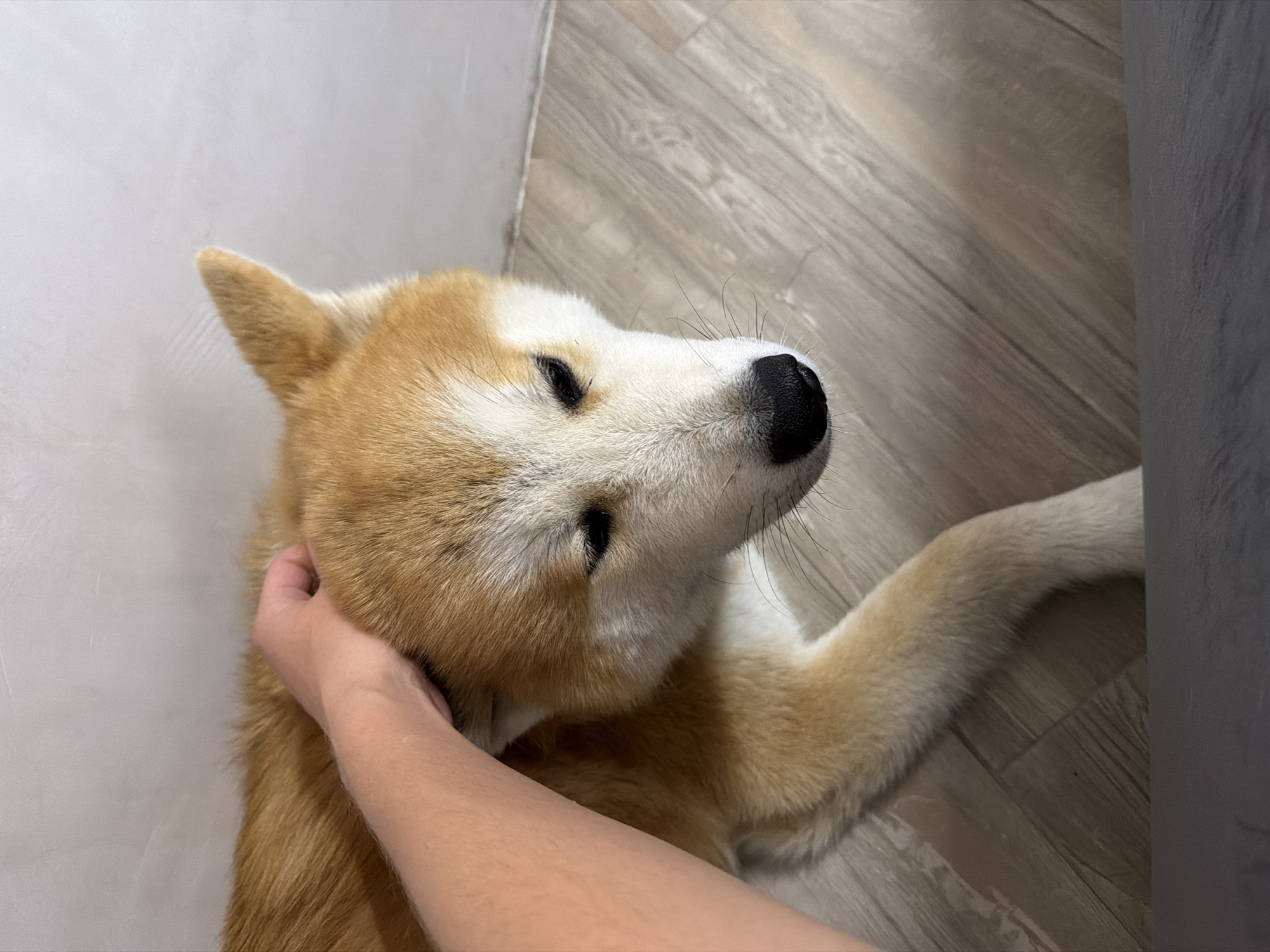 A close-up shot shows a person's hand gently petting the head of a Shiba Inu dog. The dog, with its distinctive tan and white fur, is lying down on a light-colored wooden floor. The background consists of a light-colored wall with a textured surface. The scene appears to be indoors, in a domestic setting within Chaikovsky, Russia. The lighting is soft and natural, highlighting the fur of the dog and the texture of the wall.