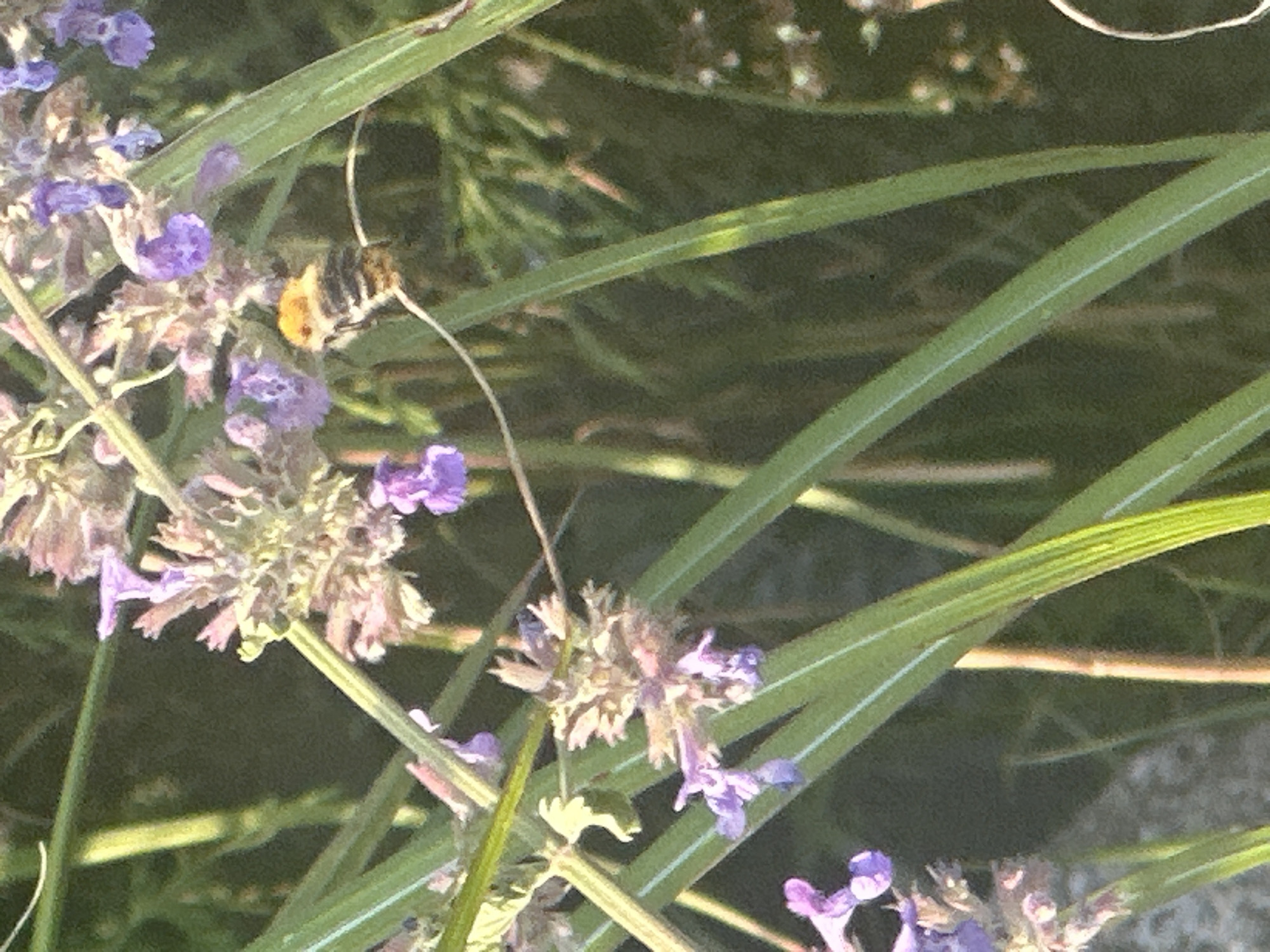 A close-up, medium shot captures a bee collecting nectar from a cluster of small, purple flowers. The bee, striped in yellow and black, is positioned in the upper right quadrant of the frame, with its body angled towards the flowers. Green foliage, including long, blade-like leaves, dominates the foreground and midground, with some blurred flower heads in the background. The lighting suggests an outdoor setting, possibly a garden in Lapės, Lithuania, with dappled sunlight filtering through the plants. The focus is on the interaction between the bee and the flowers, highlighting the natural beauty of the scene.