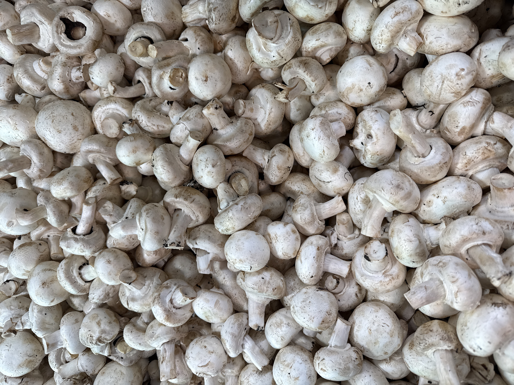 A high-angle, close-up shot captures a dense pile of fresh white button mushrooms. The mushrooms vary in size and shape, with some tightly closed and others beginning to open, revealing their gills. Their stems are a pale cream color and range from short and thick to longer and slender. The overall impression is of a plentiful harvest. The image does not contain any information about the city of Lokbatan, Azerbaijan.