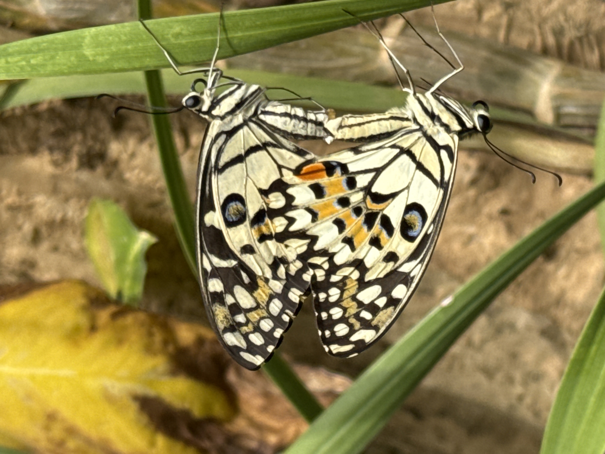 Two lime butterflies are mating on a green stem. The butterflies have black and white wings with yellow markings and blue eyespots. The background is blurred and shows green leaves and brown bark. The image was taken in Denpasar, Indonesia.