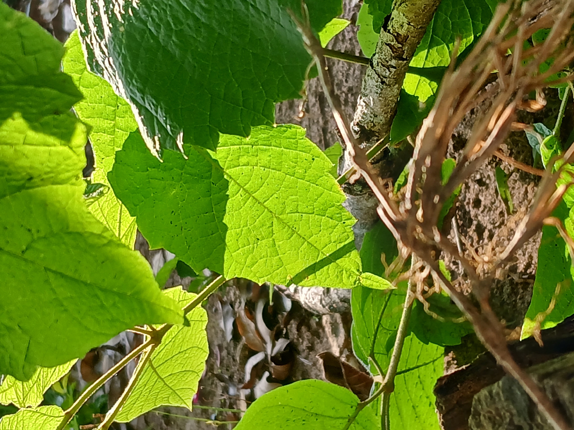 This close-up photograph captures a vibrant natural scene, likely outdoors in Ciudad Guayana, Venezuela. The dominant subjects are numerous green leaves, brightly backlit by the sun, creating a luminous and translucent effect that highlights their intricate vein patterns. Several large, fresh green leaves are scattered across the frame, some in sharp focus and others softly blurred, contributing to a sense of depth.
Behind and partially intertwined with the foliage are thicker tree branches and trunks, displaying textures of bark and what appears to be lichen growth. In the foreground, out-of-focus brown, thin, dry twigs or branches crisscross the frame, adding a layer of depth and visual interest. Through the gaps in the leaves and branches, patches of brown ground or dirt are visible, along with scattered dry, fallen leaves, suggesting a natural, possibly wooded or overgrown area.
The strong backlighting indicates either early morning or late afternoon sunshine, casting bright highlights on the edges of the leaves and illuminating them from behind. The weather appears sunny. There are no people, explicit activities, or visible text in the image.