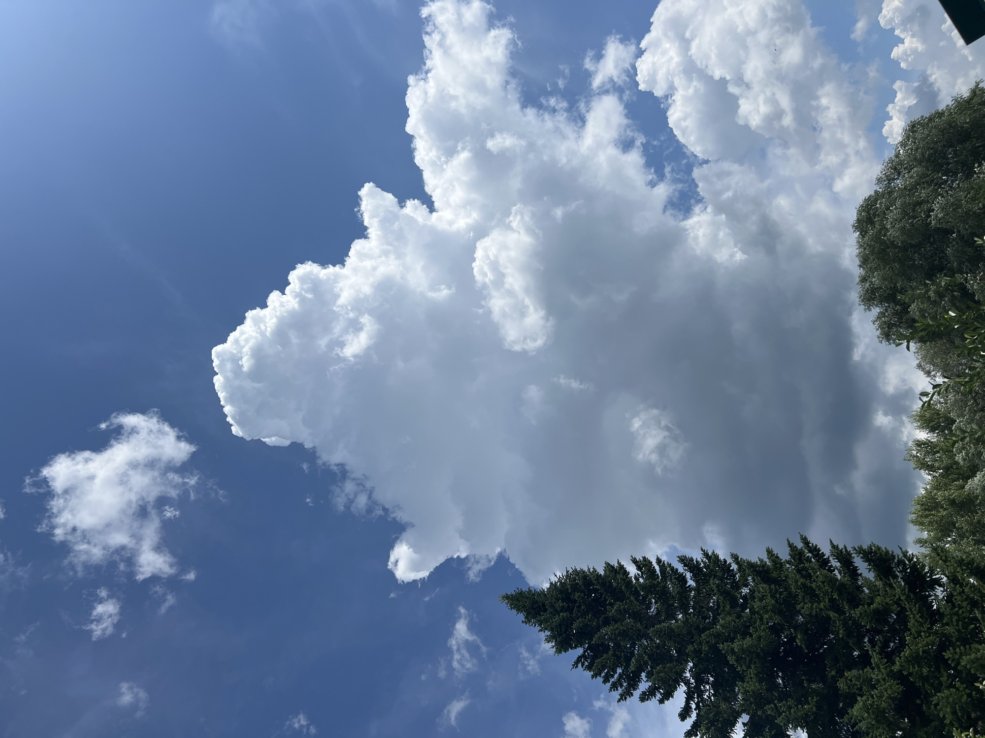 This is a vertical, medium-shot photograph of a sky filled with dramatic clouds, taken from a low angle. In the foreground, on the left side of the frame, a tall, dark green coniferous tree dominates the lower portion of the image. Its branches are densely packed. To the right of the tree, the sky is a vibrant blue, punctuated by large, billowing white cumulus clouds. The largest cloud formation is centrally located, with a distinct, almost sculpted appearance, rising prominently into the sky. Smaller, wispy clouds are scattered across the blue expanse. The horizon line, if present, is obscured by the dense foliage of trees and other greenery that stretches across the bottom of the image. The scene suggests a daytime setting with dynamic weather conditions. The location is identified as Mochishche, Russia. There are no people or animals visible in the photograph.