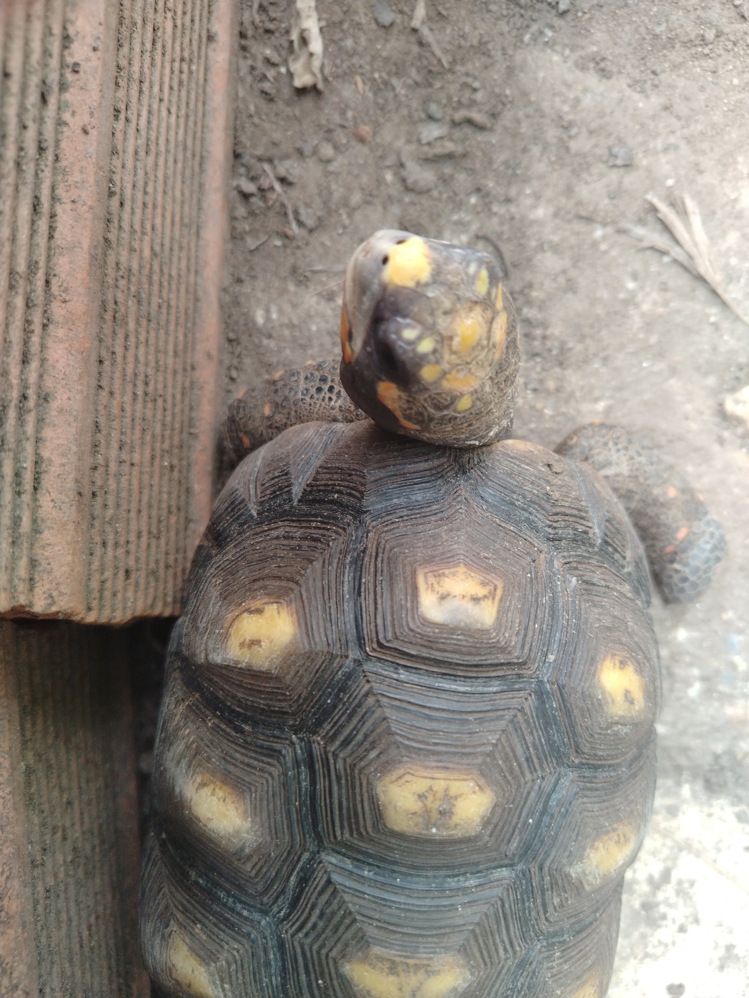 This overhead shot, taken in Tinaquillo, Venezuela, captures a Red-footed tortoise (*Chelonoidis carbonarius*) in what appears to be an outdoor setting during daylight. The tortoise is the central subject, viewed from above, with its head slightly turned towards the top right of the frame.
The tortoise's dark, dome-shaped carapace (shell) features distinct scutes, some of which exhibit faded yellowish-orange markings, typical of the species. The shell also shows textured growth rings. Its head is dark with prominent irregular yellow-orange patches, and parts of its textured, dark legs, also with reddish-orange markings, are visible extending from beneath the shell.
The tortoise is positioned on an earthen ground, which appears dry and dusty, scattered with small bits of debris or plant matter. To the left of the tortoise, a reddish-brown, vertically ridged object is partially visible, suggesting it could be a brick, a terracotta tile, or part of a structure like a wall or planter. The background on the right is indistinct ground. There is no discernible activity other than the tortoise being present. No text is visible in the image, and no specific emotions are conveyed by the animal. The lighting indicates a bright, clear day.