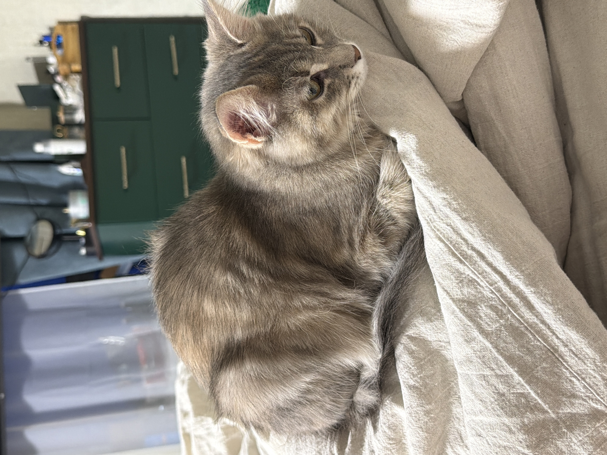 A gray tabby cat is perched on a light-colored fabric surface. The cat's body is curled with its tail wrapped around it. The cat is facing right with its head tilted upwards. The background includes a green cabinet with silver handles and a clear plastic container. The location is not indicated as Sarapul, Russia.