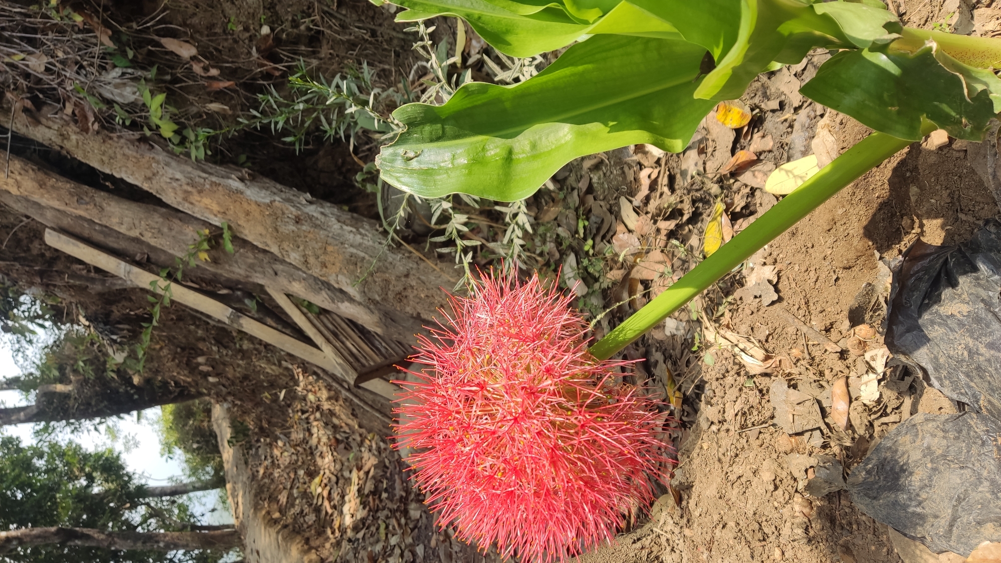 The image depicts a close-up view of a Scadoxus multiflorus flower, commonly known as a blood lily, blooming in a natural outdoor setting. The flower is a vibrant red sphere with numerous thin, spiky petals extending outwards, attached to a thick green stem. To the right of the flower are large, glossy green leaves. The background consists of dry, brown soil, fallen leaves, and some scattered twigs and rocks. Behind the immediate foreground, several large logs are leaning against a dirt embankment, with some dried grass and smaller green plants growing in the crevices. In the upper left portion of the image, a path is visible, leading upwards and away from the flower, with trees and foliage in the distance. The lighting suggests a sunny day, casting shadows on the ground. There are no people or animals visible in the image. The general environment suggests a rural or forested area.