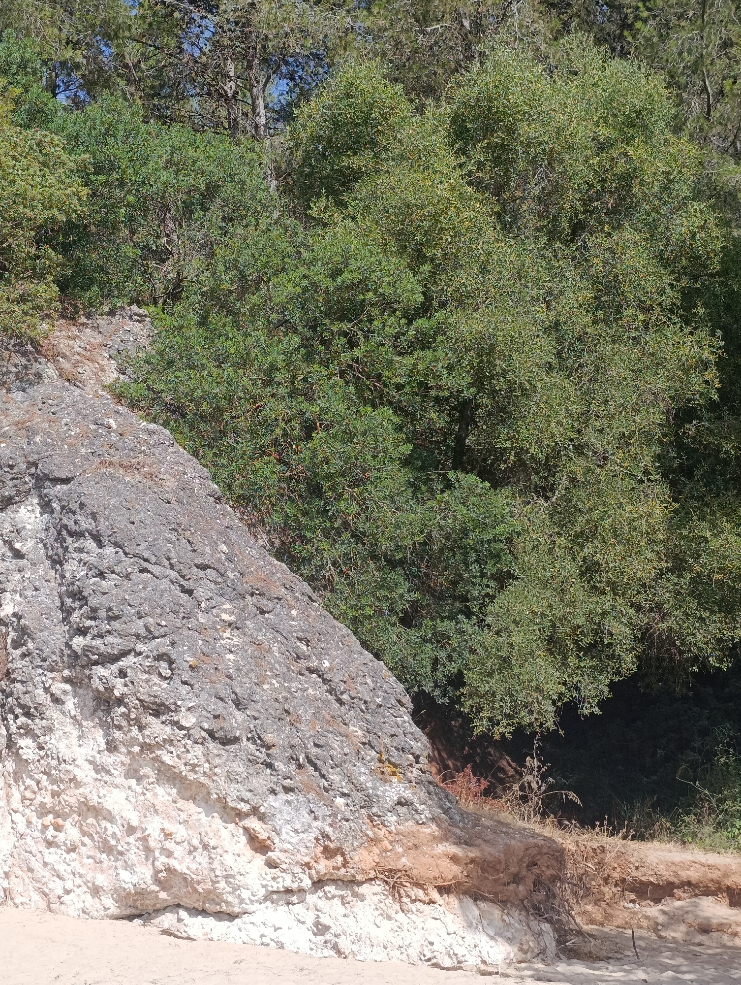 The image depicts a natural scene with a large, textured rock formation in the foreground, transitioning into lush green vegetation and trees in the background. The rock is rough and appears to be composed of lighter colored stone at the bottom, possibly limestone, and darker, grayer stone on its upper surface. The vegetation consists of dense bushes and trees, with some pine trees visible in the upper part of the image. The lighting suggests it is daytime, with shadows indicating the sun's position. The ground in the foreground is sandy or dirt-like. This scene is reminiscent of the natural landscapes found in parks or coastal areas surrounding Setúbal, Portugal, such as the Arrábida Natural Park, known for its rugged terrain, varied vegetation, and proximity to the coast.