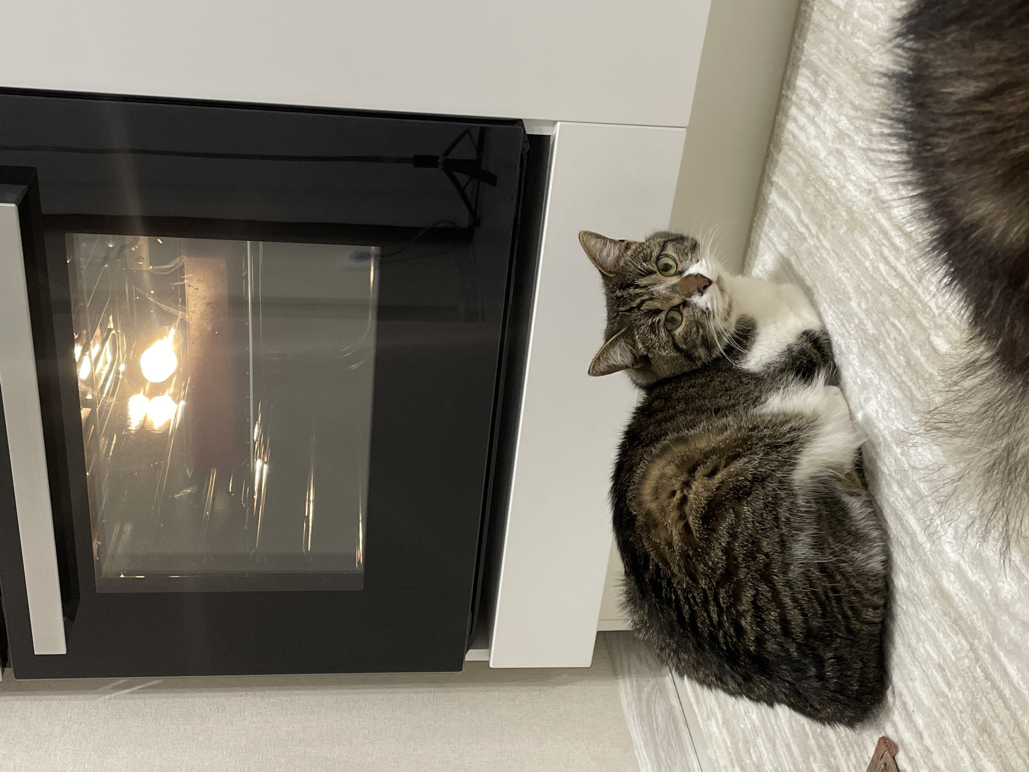 A tabby and white cat with striking green eyes is captured in a domestic setting, likely a kitchen, in Pervomaysky, Russia. The cat is positioned on the right side of the frame, lying on its side on a light-colored surface, possibly a rug or bed, with its head tilted up and looking directly towards the left with a curious or slightly surprised expression. Its fur is a mix of brown and black stripes, with a white chest and muzzle.
To the left of the cat, a built-in black oven is prominent, with its interior light turned on, illuminating the glass door. Reflections of the room and possibly a tripod or other objects are visible on the oven's glass surface. Above the oven and extending to the right is a clean white cabinet or countertop. The floor beneath the oven and extending under the cat is a light, possibly tiled or laminated, surface. Partially visible on the far right, next to the main cat, is a segment of dark, fluffy fur, suggesting the presence of another animal or a very plush dark blanket. The overall lighting suggests an indoor environment. No visible text is present.