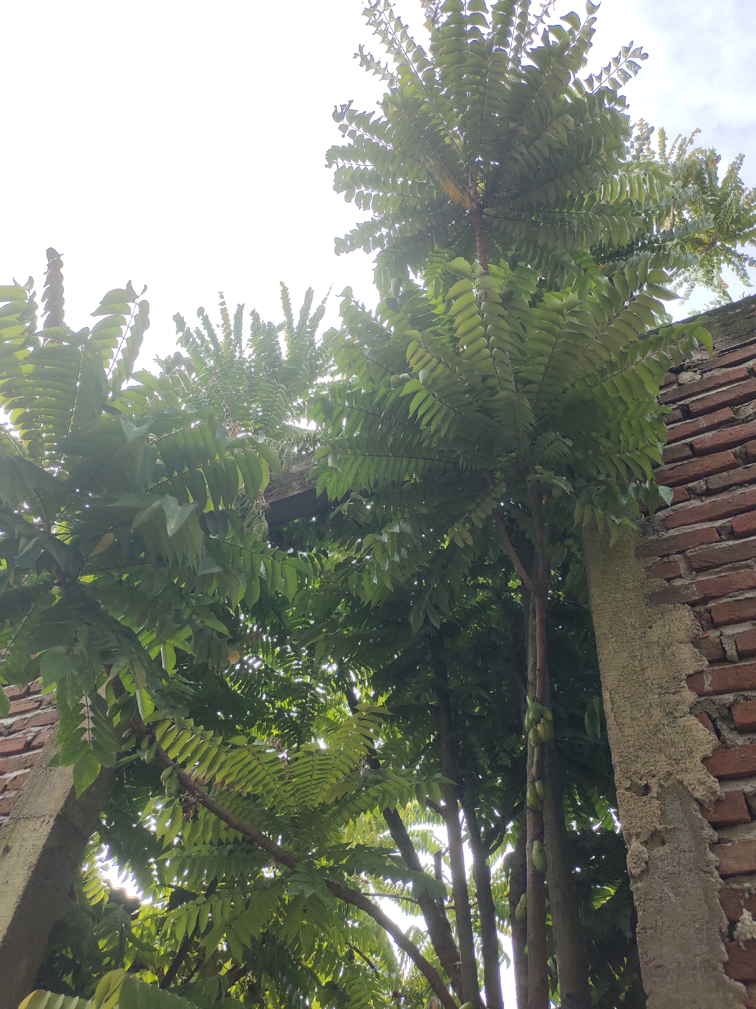 A low-angle outdoor photograph captures a dense canopy of trees and architectural elements against a bright, diffused sky in Rayeukmatangkuli, Indonesia. The primary subjects are several trees, likely Averrhoa bilimbi (belimbing wuluh), characterized by their numerous pinnate, bright green leaves that form a thick overhead layer. Multiple slender trunks are visible, with elongated, light green fruits growing directly from the trunks and thicker branches, a botanical phenomenon known as cauliflory. Sunlight filters through the leaves, creating areas of brightness and shadow. On the right side of the frame, a weathered red brick wall with visible mortar is partially obscured by foliage, adjacent to a textured, light-colored concrete pillar or beam. A similar concrete structure is partially visible on the left side, also surrounded by leaves. No people, animals, or discernible actions are present. The environment depicts an integration of lush vegetation with man-made structures under an overcast or brightly backlit sky.