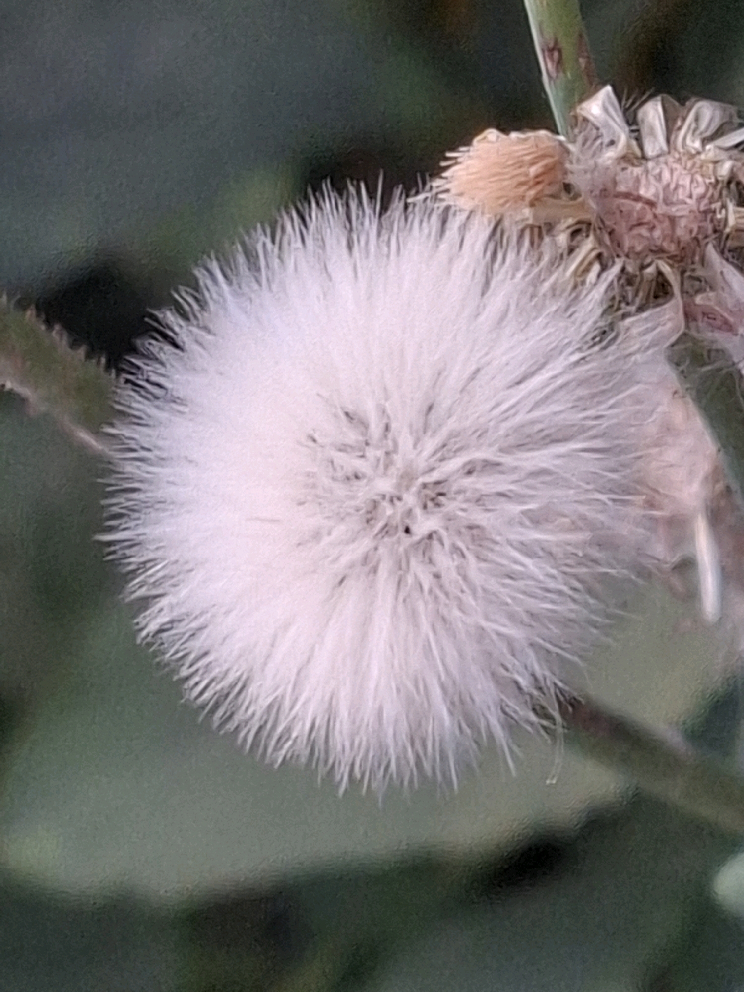A close-up, macro photograph captures a pale pink, fluffy seed head of a plant, possibly a dandelion or a similar species, set against a soft, out-of-focus green background. The seed head is spherical and radiates fine, hair-like structures. To the upper right of the main seed head, a portion of another dried flower or seed head is visible, displaying brown and pinkish tones with a textured, almost papery appearance. A thin, green stem runs vertically through the scene on the right side. The lighting is soft, creating a gentle diffusion of light on the fuzzy seed head. The overall impression is one of delicate natural beauty. This image does not depict any identifiable location within the city of Almaty, Kazakhstan, or any people or specific actions.