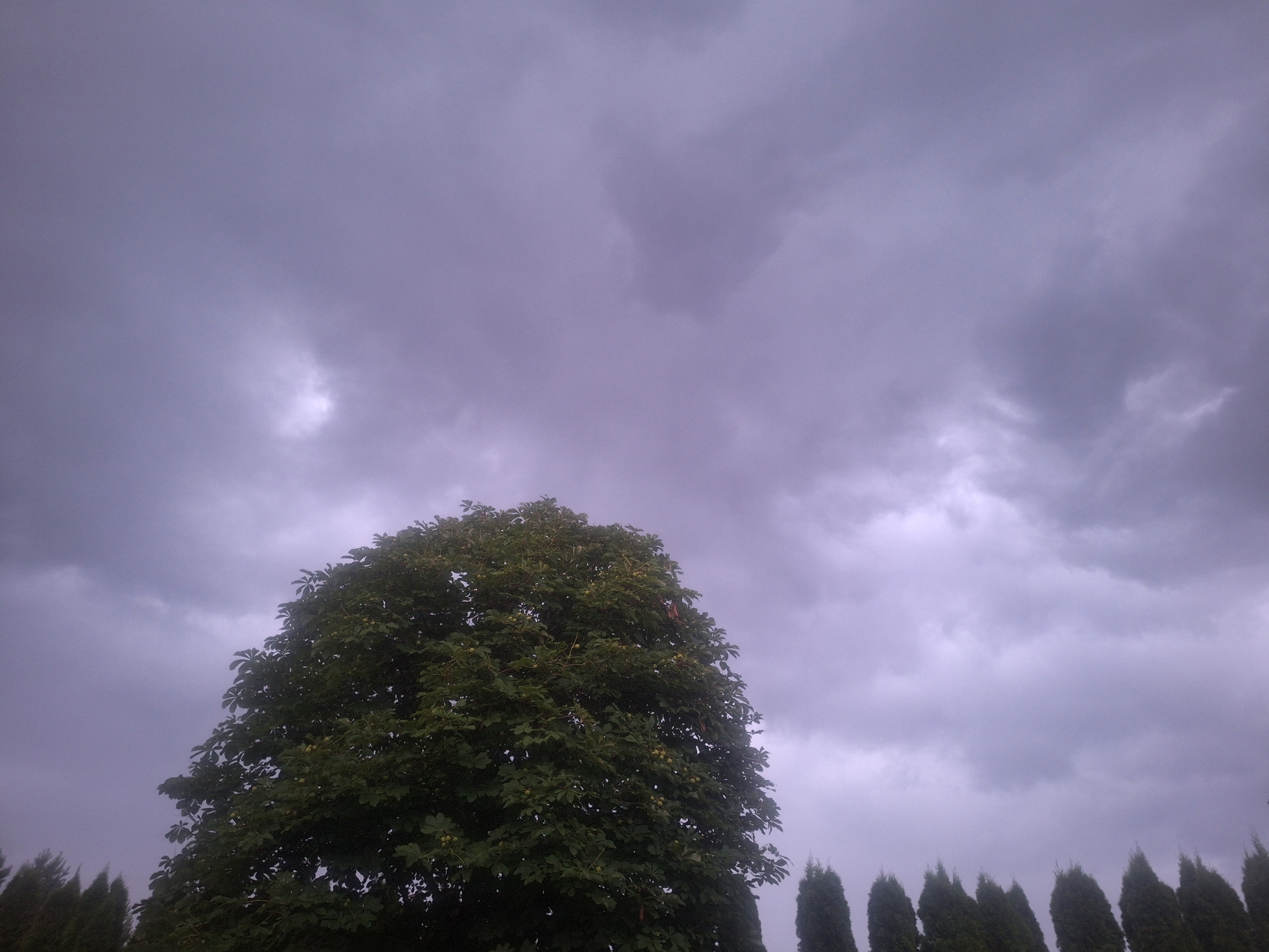 The media file captures a scene of nature under a cloudy sky. The main subject is a large, leafy green tree with visible fruits, positioned in the lower-left portion of the frame. To the left and right of this central tree, a line of tall, conical evergreen trees forms a backdrop. The sky above is filled with heavy, dark grey clouds, suggesting overcast or impending stormy weather. The overall mood is somber and somewhat dramatic due to the dark clouds. There is no visible text in the media. The time of day appears to be daytime, given the ambient light, but the cloud cover obscures direct sunlight. The setting is likely an outdoor natural environment, possibly a park, garden, or rural landscape, given the presence of multiple trees and the absence of any man-made structures. The fruits on the central tree appear to be small and round. The evergreen trees are densely packed, creating a textured line against the sky.